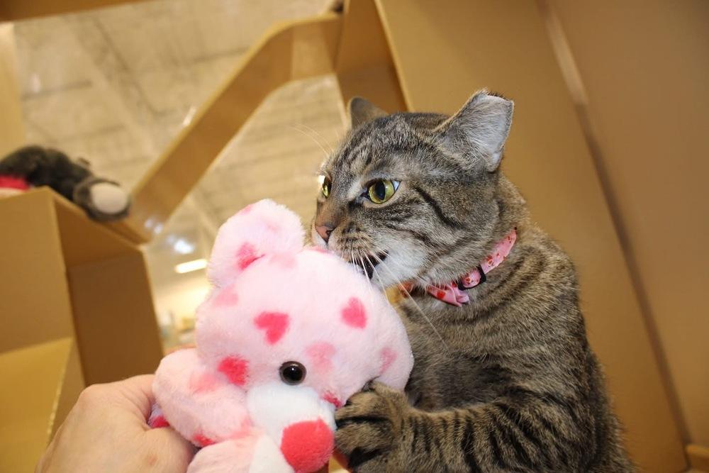 Enlarge Noodle, a Adopted Domestic Short Hair in East hartford, CT image 2/5