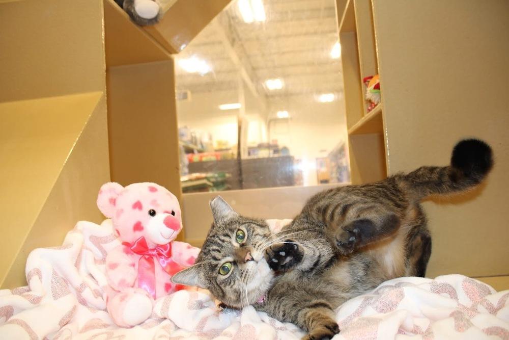 Enlarge Noodle, a Adopted Domestic Short Hair in East hartford, CT image 3/5