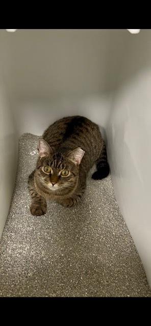 Enlarge Noodle, a Adopted Domestic Short Hair in East hartford, CT image 4/5