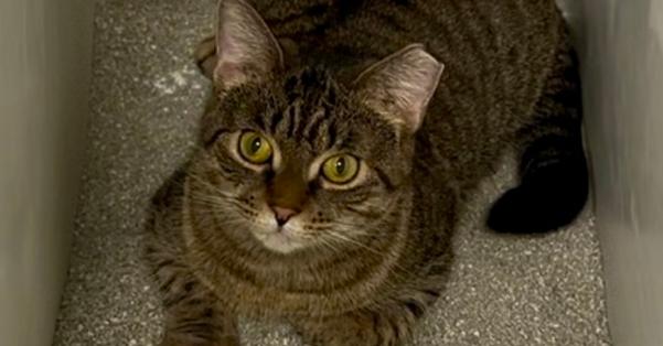 Enlarge Noodle, a Adopted Domestic Short Hair in East hartford, CT image 5/5