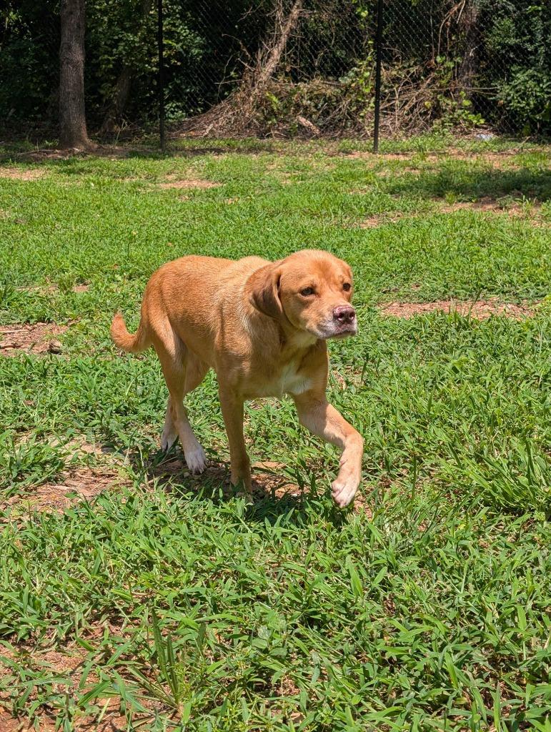 PRIANCY, Adoptable, Adult Female Hound & Beagle.