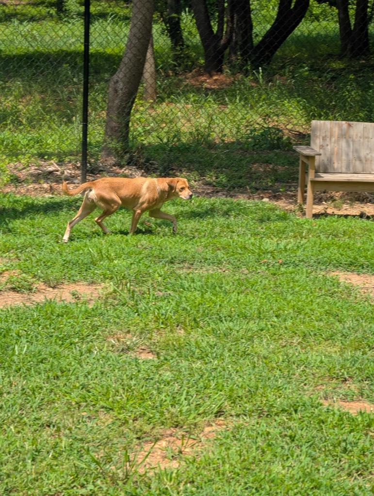 Enlarge PRIANCY, a Adoptable mixed breed in Athens, AL image 2/6