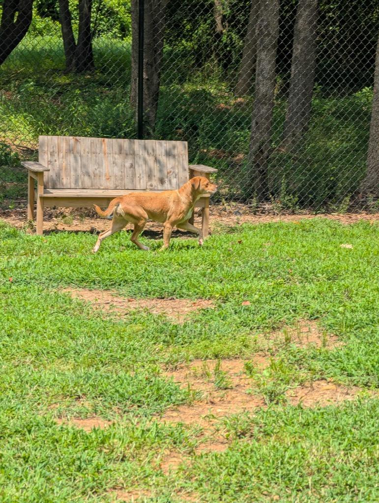 Enlarge PRIANCY, a Adoptable mixed breed in Athens, AL image 3/6