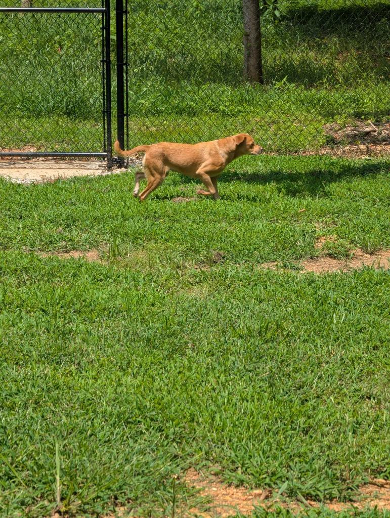 Enlarge PRIANCY, a Adoptable mixed breed in Athens, AL image 4/6