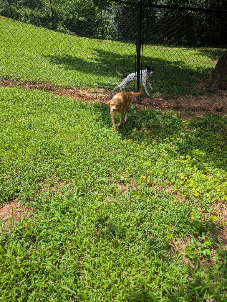 Enlarge PRIANCY, a Adoptable mixed breed in Athens, AL image 5/6