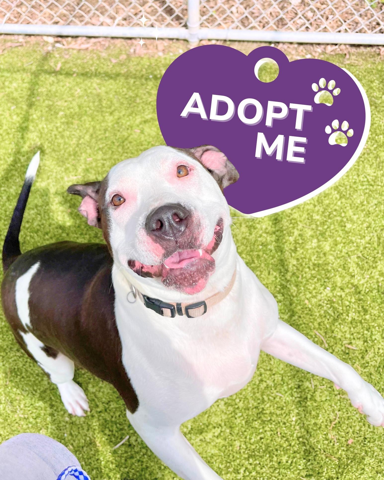 Enlarge Chase - needs foster or adopter urgently!, an adopted American Bulldog in Miamitown, OH image 1/5