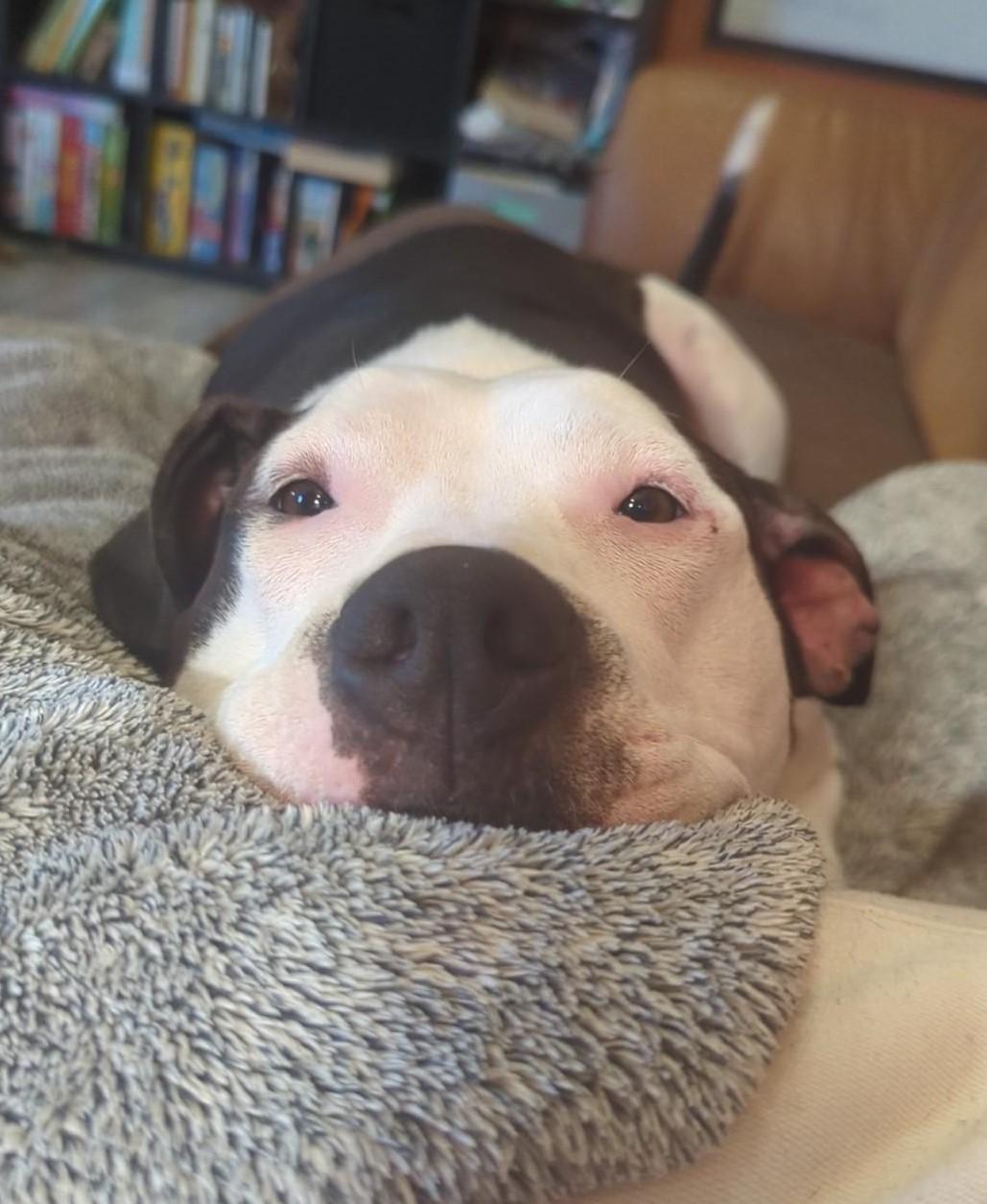 Enlarge Chase - needs foster or adopter urgently!, an adopted American Bulldog in Miamitown, OH image 2/5