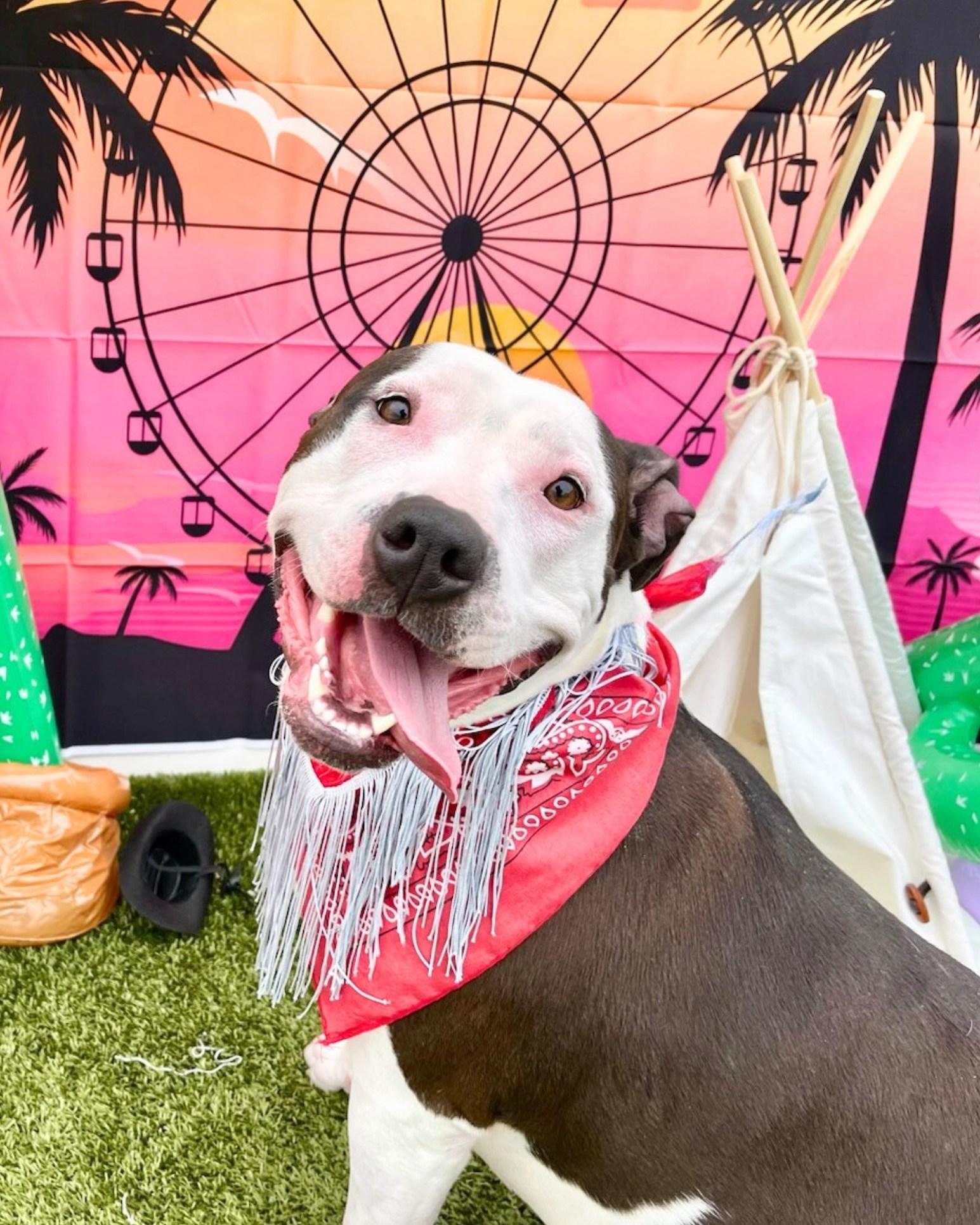 Enlarge Chase - needs foster or adopter urgently!, an adopted American Bulldog in Miamitown, OH image 3/5