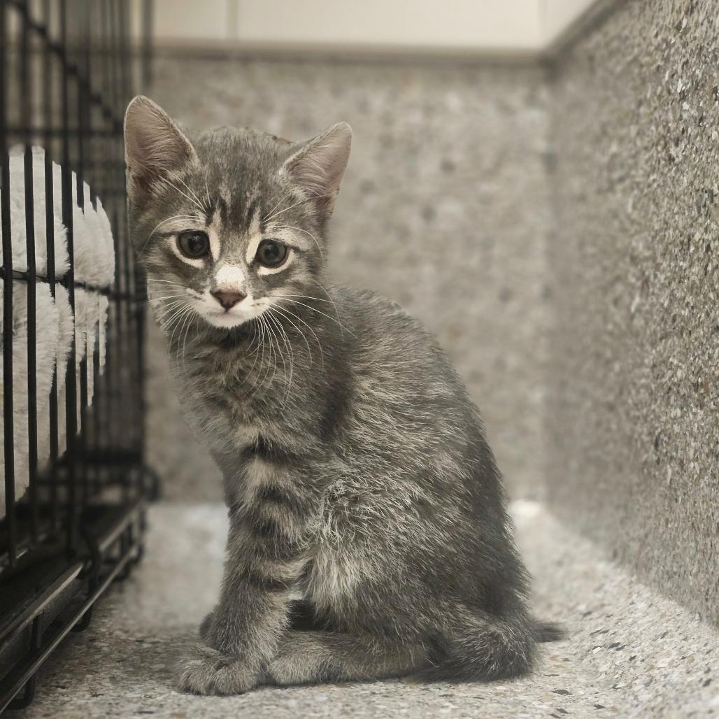 Kilimanjaro, Adoptable, Kitten Male Domestic Short Hair.