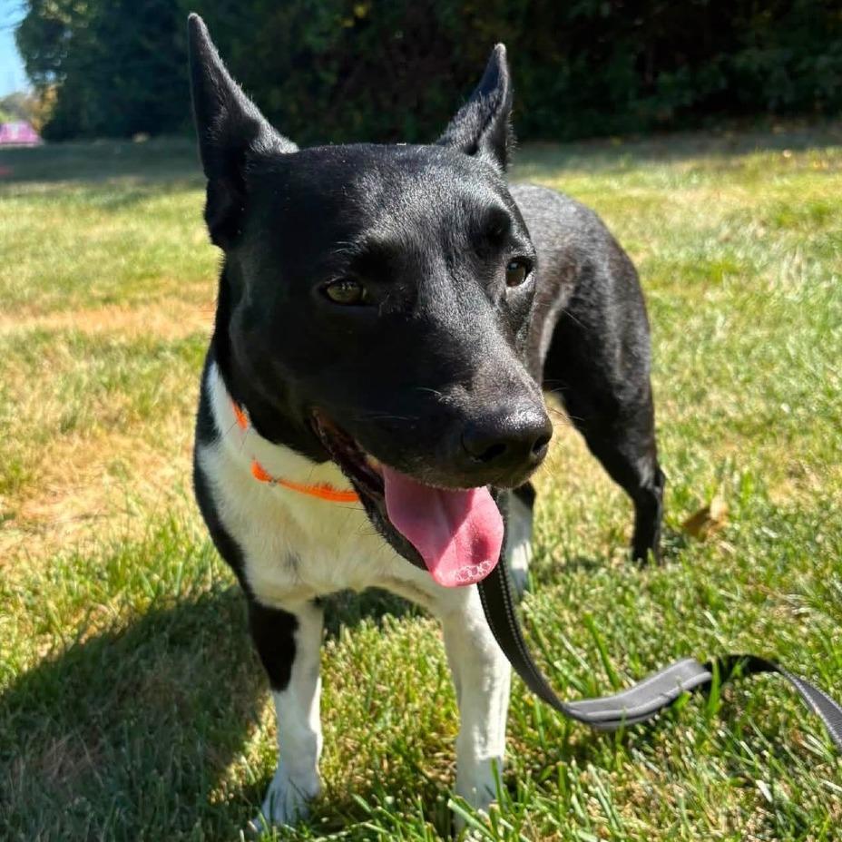 Luna, Adoptable, Adult Female Pit Bull Terrier.