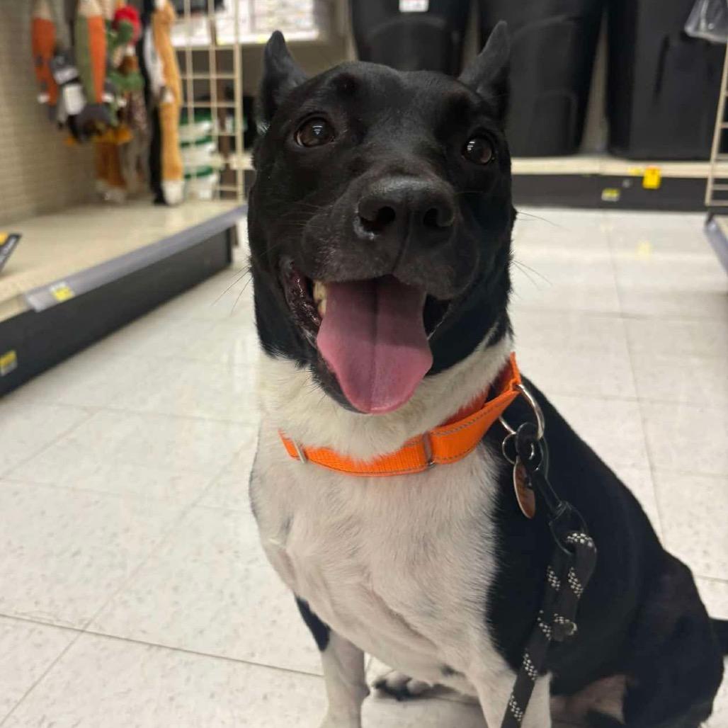 Enlarge Luna, a Adoptable Pit Bull Terrier in Shawnee, KS image 4/6