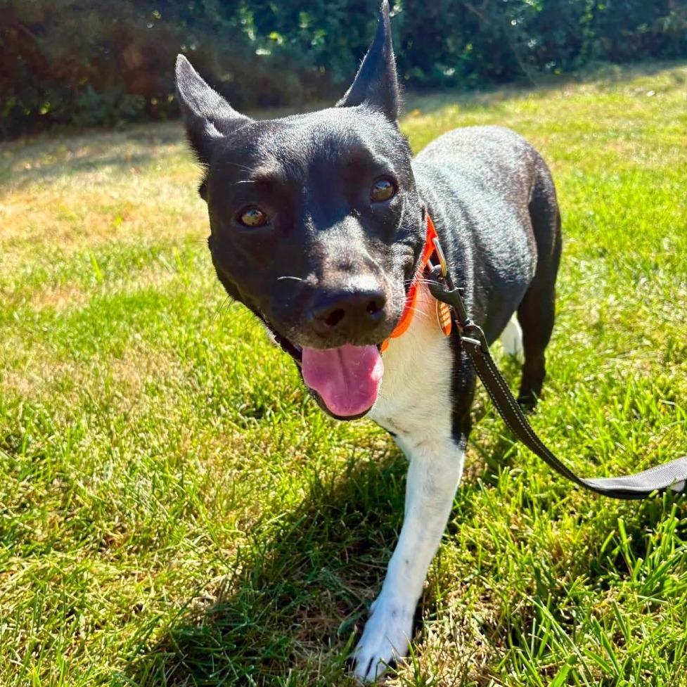 Enlarge Luna, a Adoptable Pit Bull Terrier in Shawnee, KS image 5/6