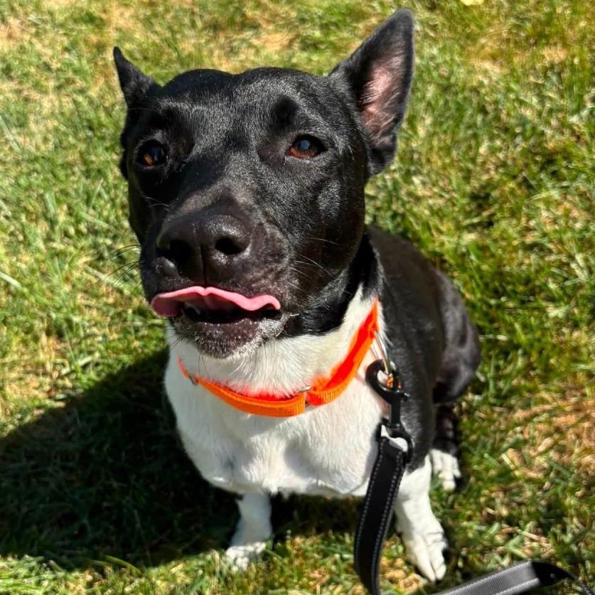Enlarge Luna, a Adoptable Pit Bull Terrier in Shawnee, KS image 6/6
