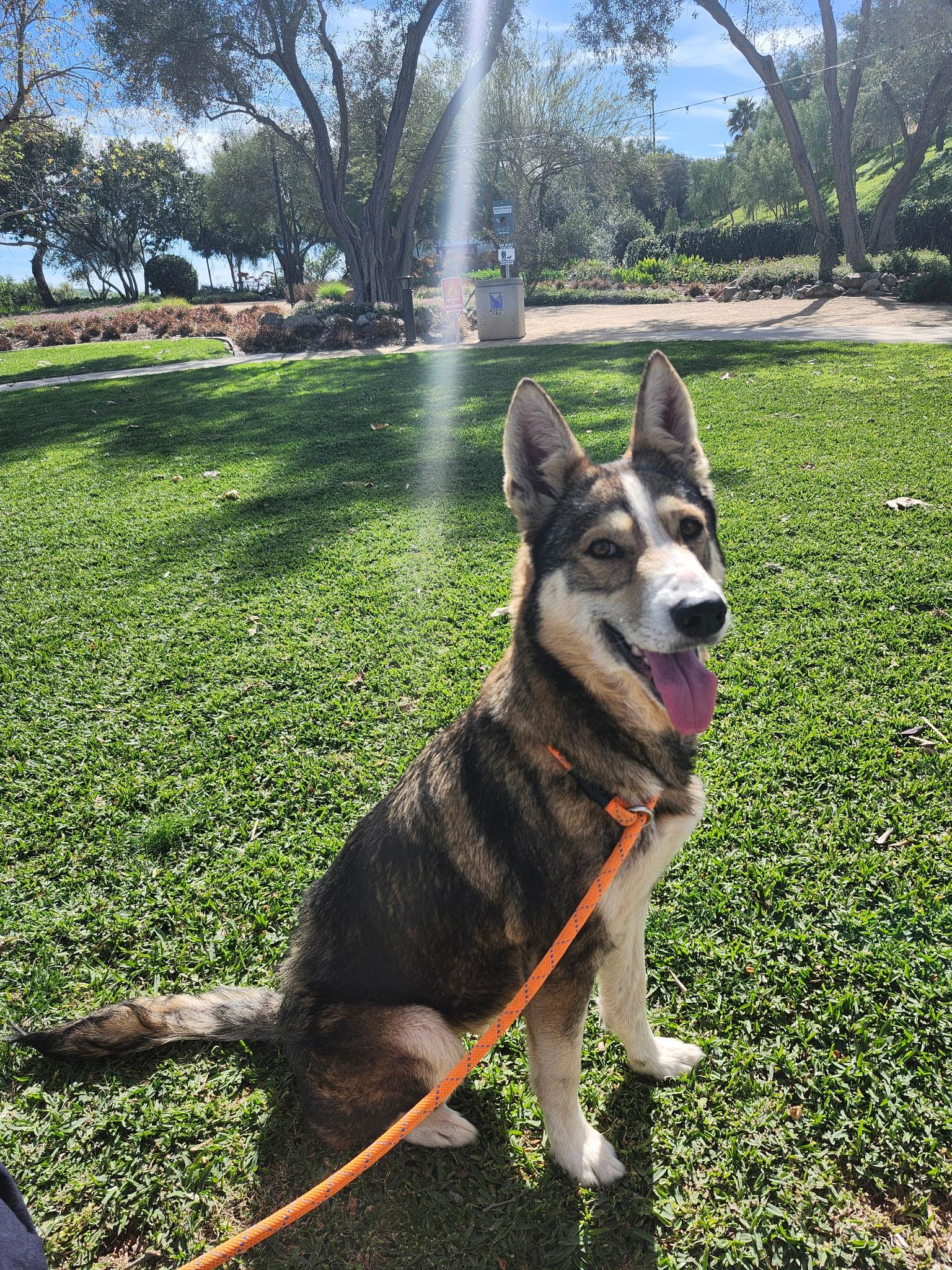 Enlarge Bella, a ADOPTABLE German Shepherd Dog in Mission Viejo, CA image 1/1