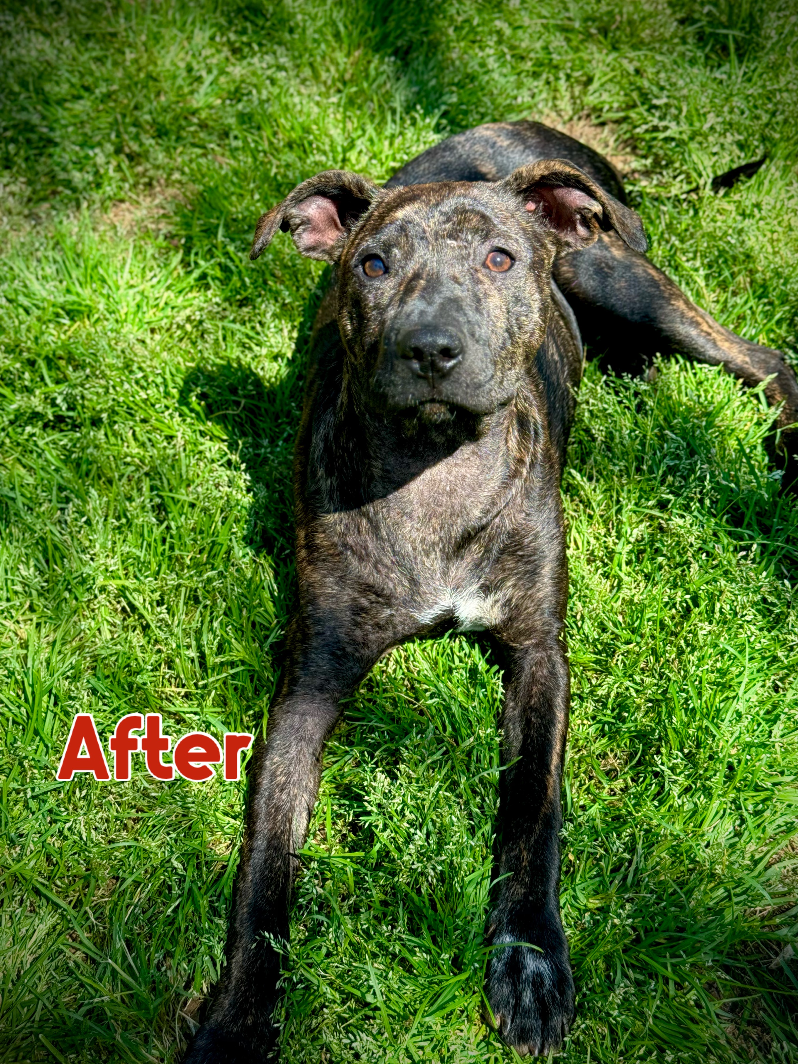 Athena, Adoptable, Young Female Labrador Retriever & American Bulldog.