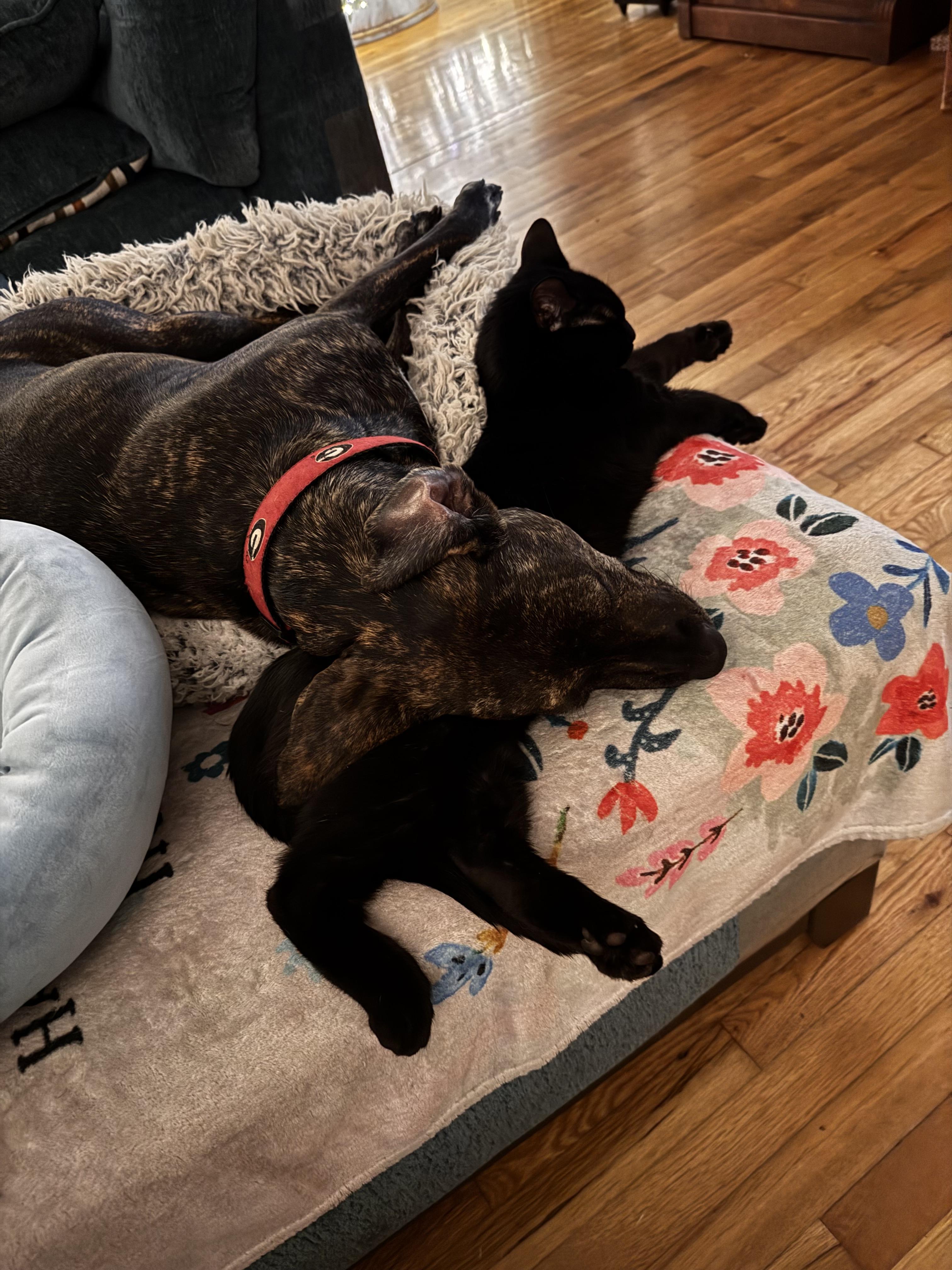 Enlarge Athena, a Adoptable mixed breed in Hartwell, GA image 2/4