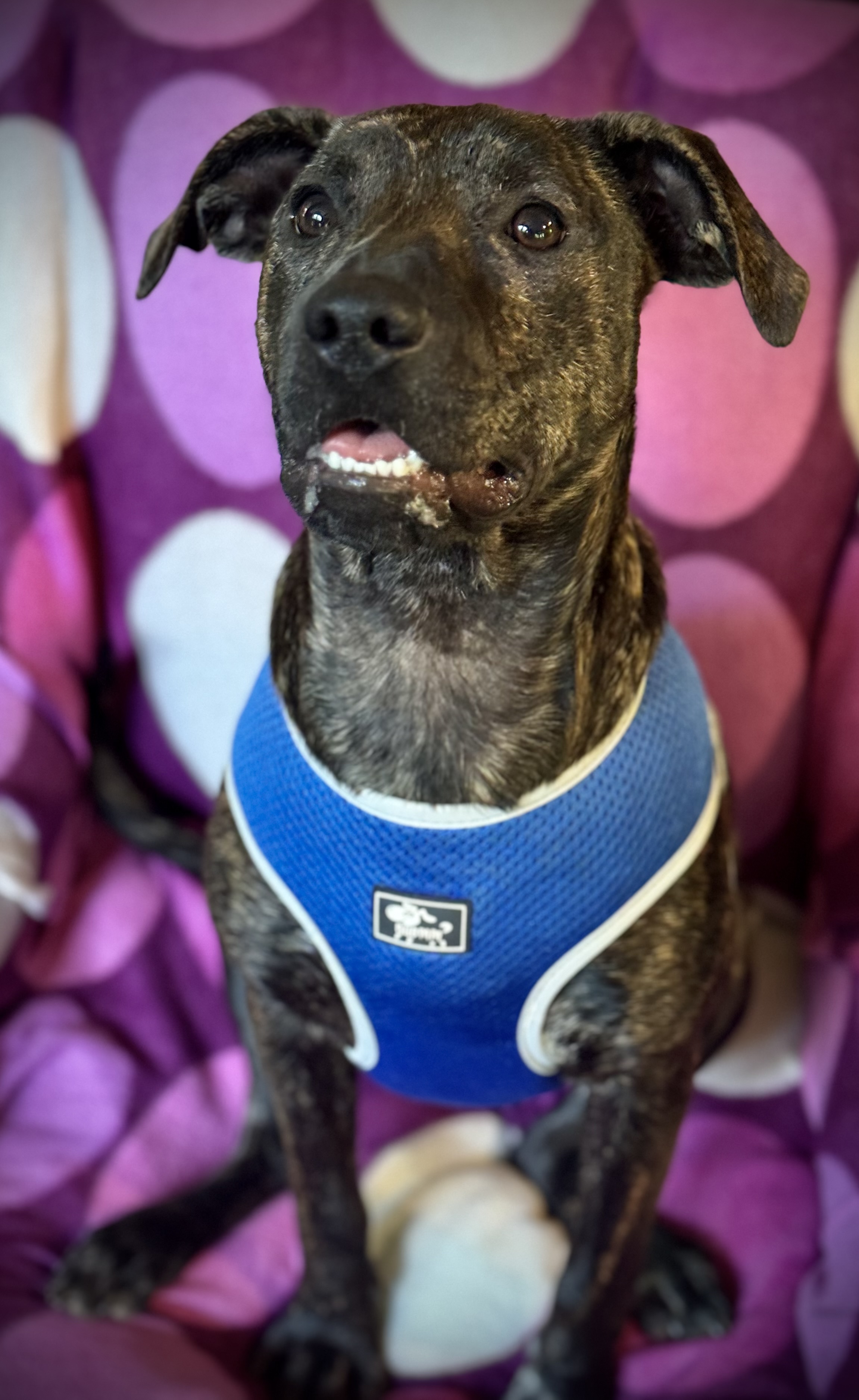 Athena, Adoptable, Young Female Labrador Retriever & American Bulldog.