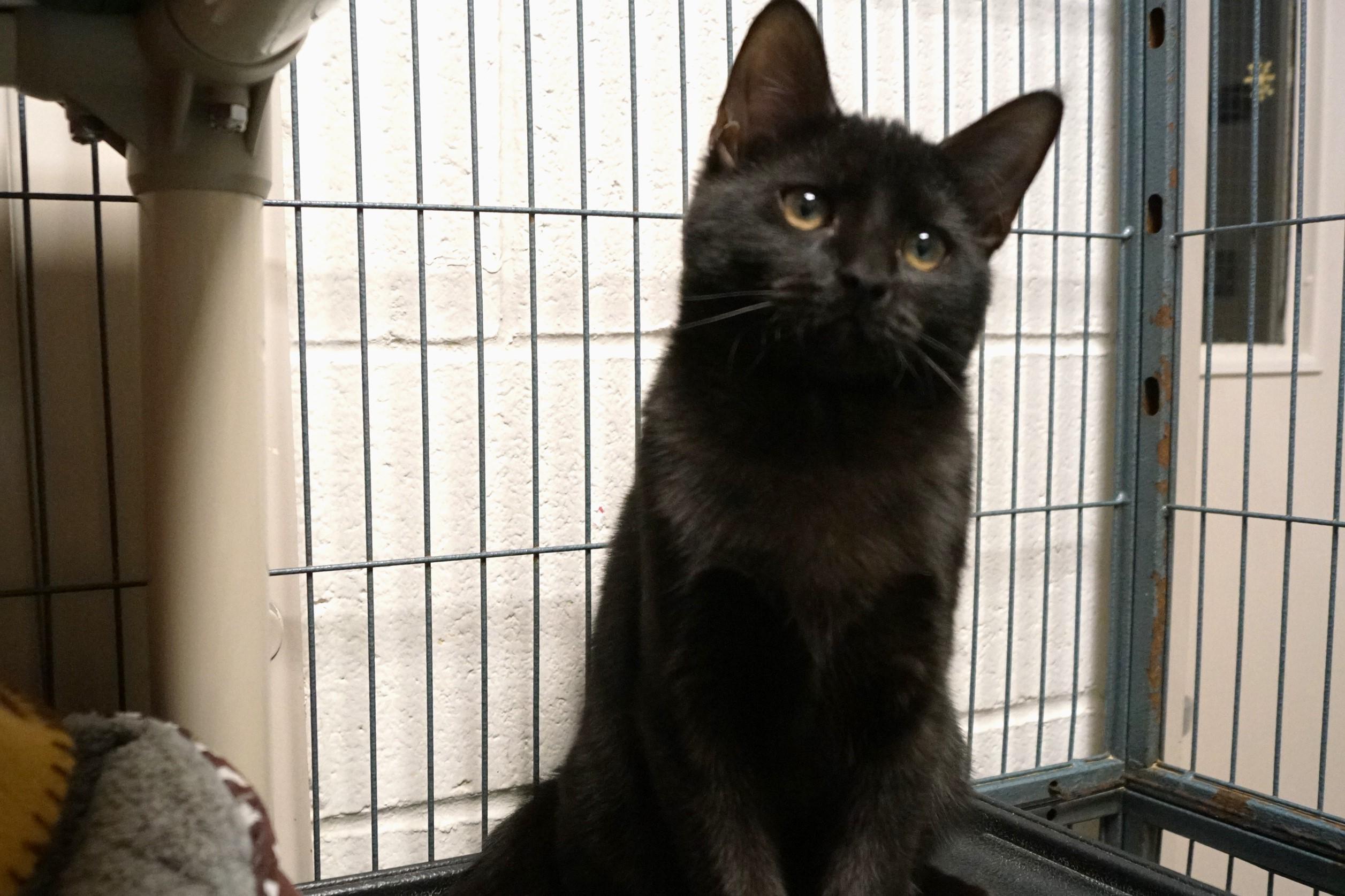 Enlarge Szechuan, an adopted Domestic Short Hair in New Milford, CT image 6/6