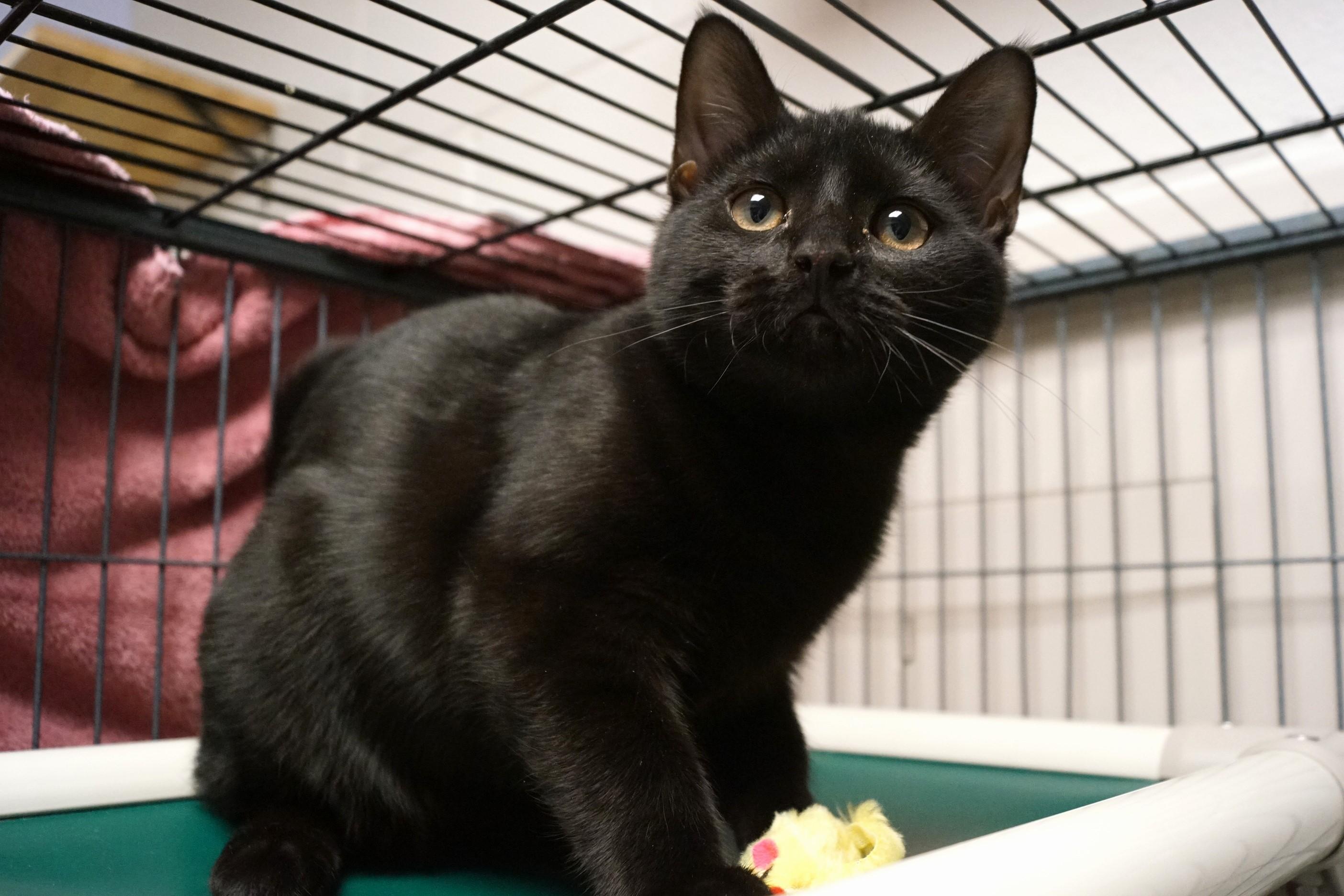 Enlarge Szechuan, an adopted Domestic Short Hair in New Milford, CT image 2/6