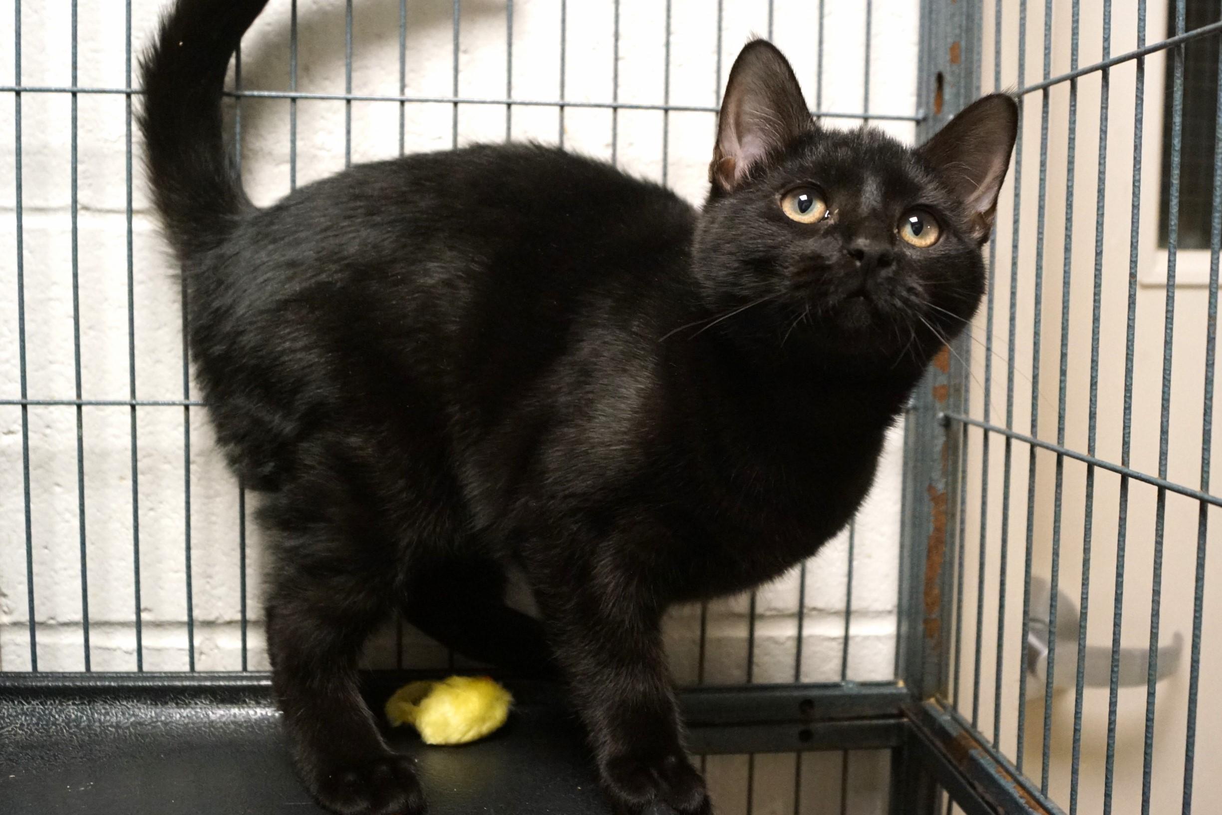 Szechuan, adopted, Young Male Domestic Short Hair.