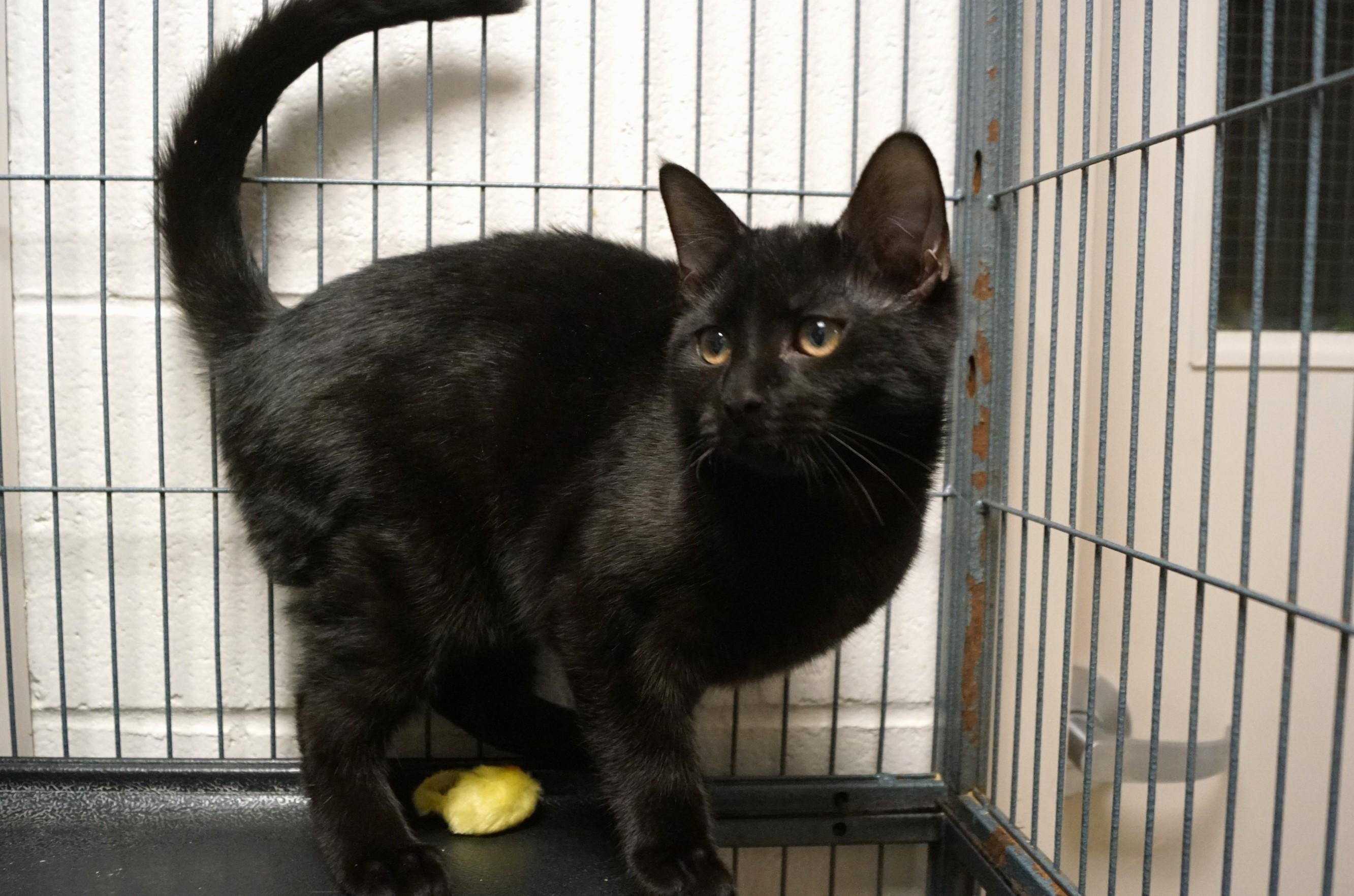 Enlarge Szechuan, an adopted Domestic Short Hair in New Milford, CT image 4/6