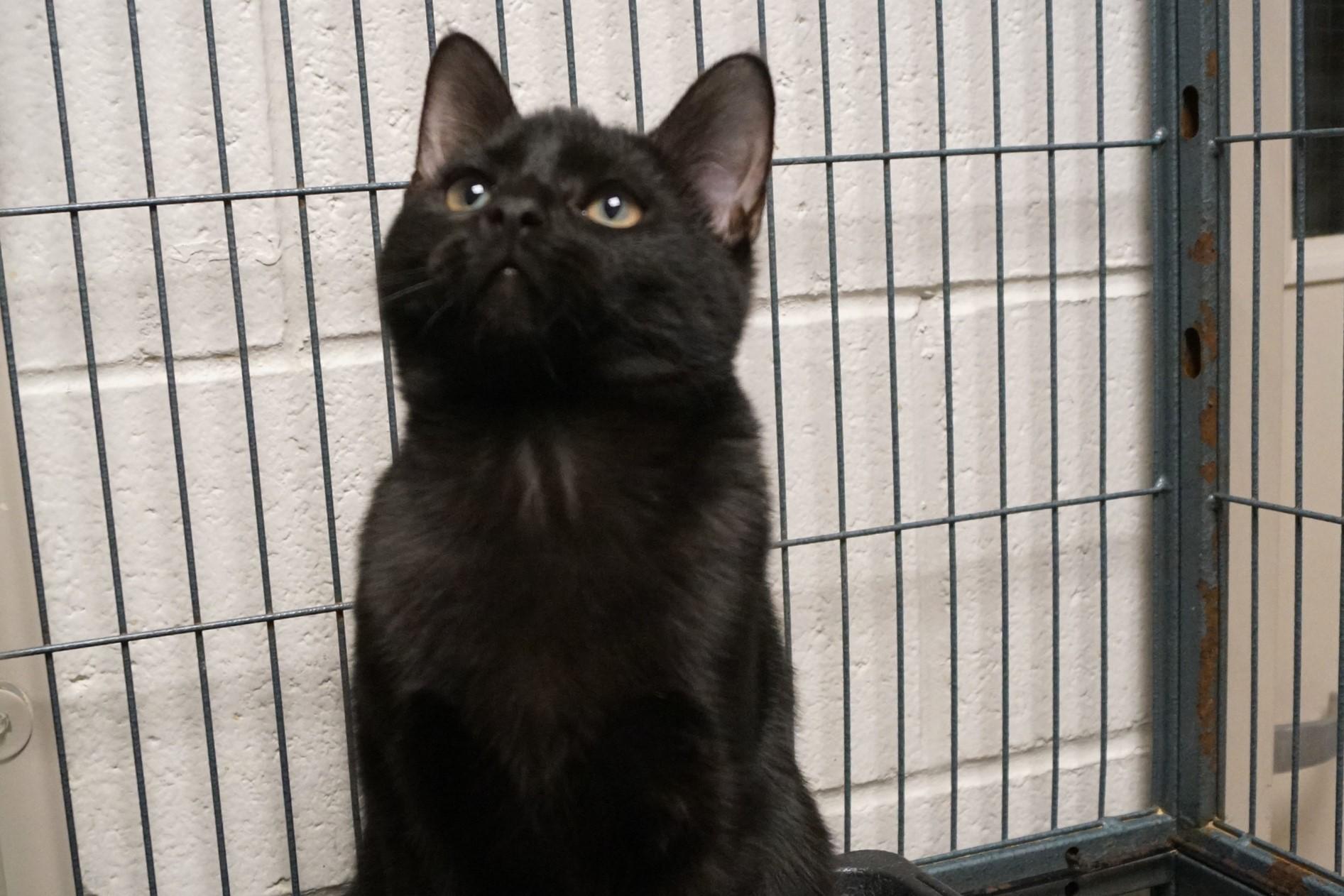 Enlarge Szechuan, an adopted Domestic Short Hair in New Milford, CT image 5/6