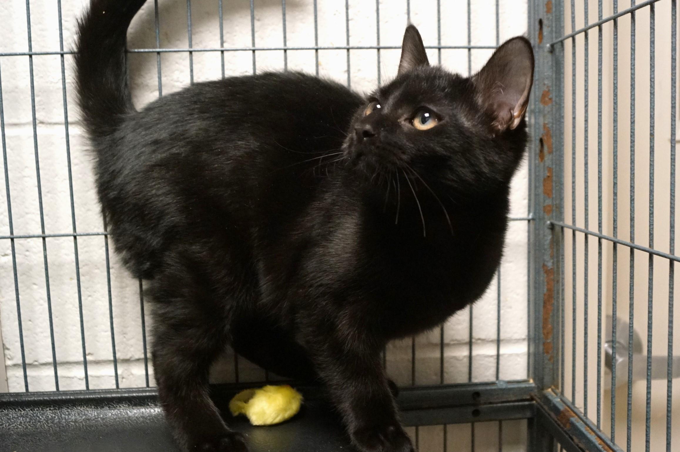 Enlarge Szechuan, an adopted Domestic Short Hair in New Milford, CT image 3/6