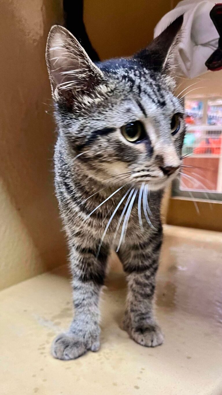 Toeny, Adopted, Young Male Extra-Toes Cat / Hemingway Polydactyl.