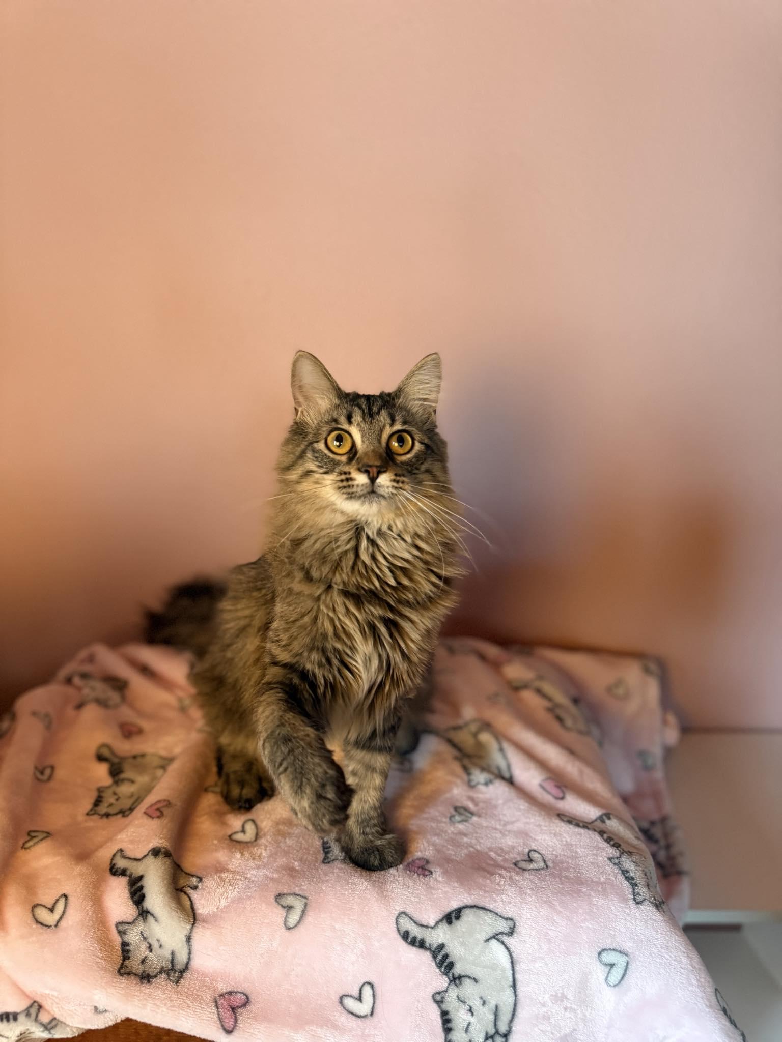 Enlarge Pipsqueak and Aurora, an adopted Domestic Short Hair in Owatonna, MN image 5/6