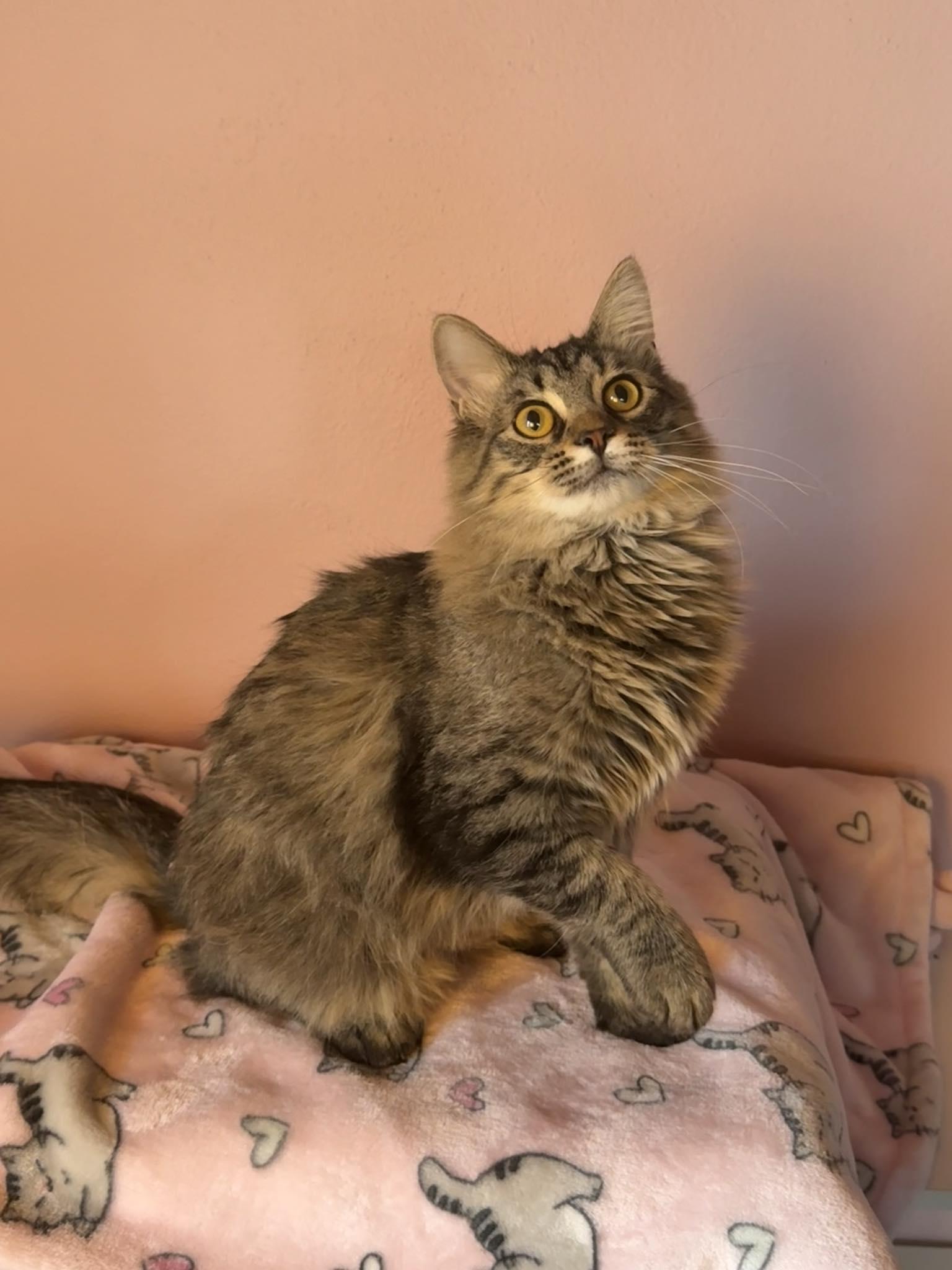 Enlarge Pipsqueak and Aurora, an adopted Domestic Short Hair in Owatonna, MN image 2/6