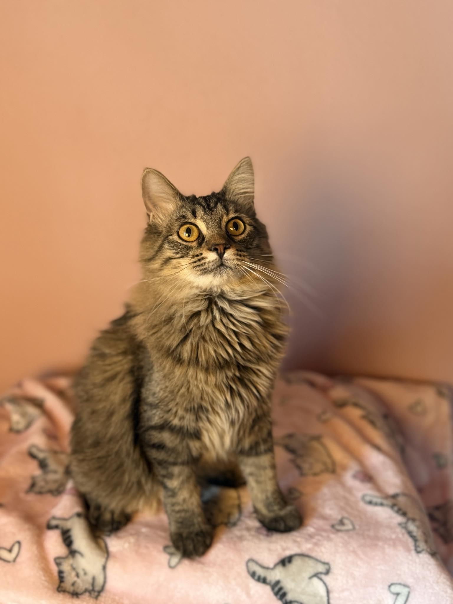Enlarge Pipsqueak and Aurora, an adopted Domestic Short Hair in Owatonna, MN image 4/6