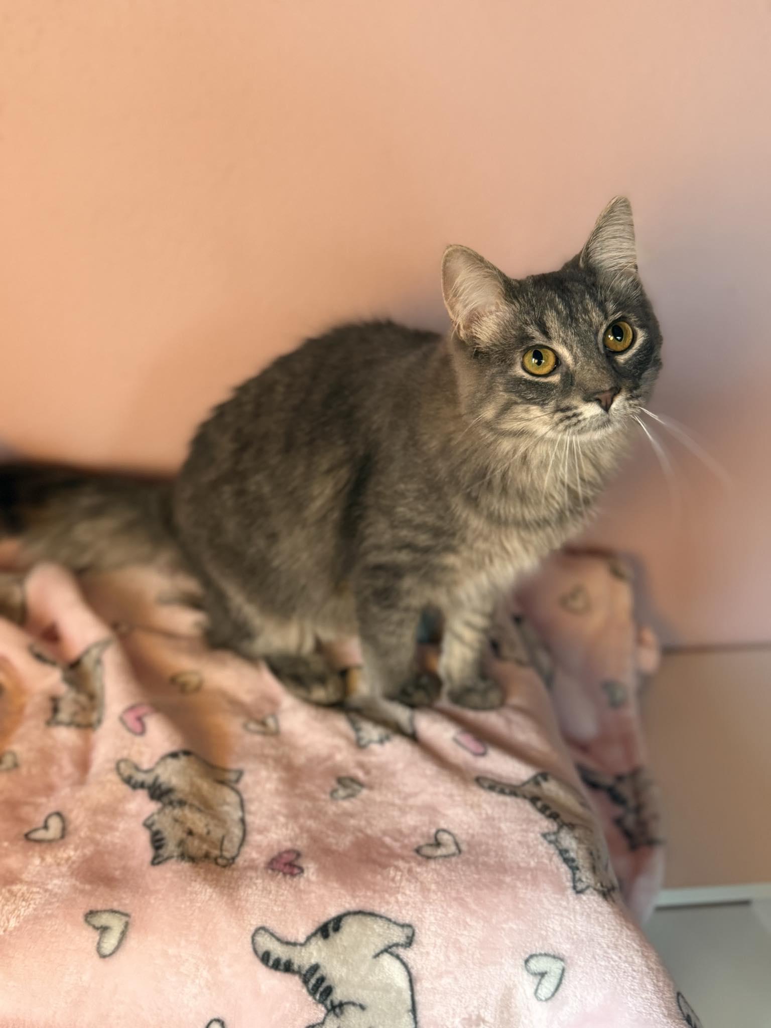 Enlarge Pipsqueak and Aurora, an adopted Domestic Short Hair in Owatonna, MN image 3/6