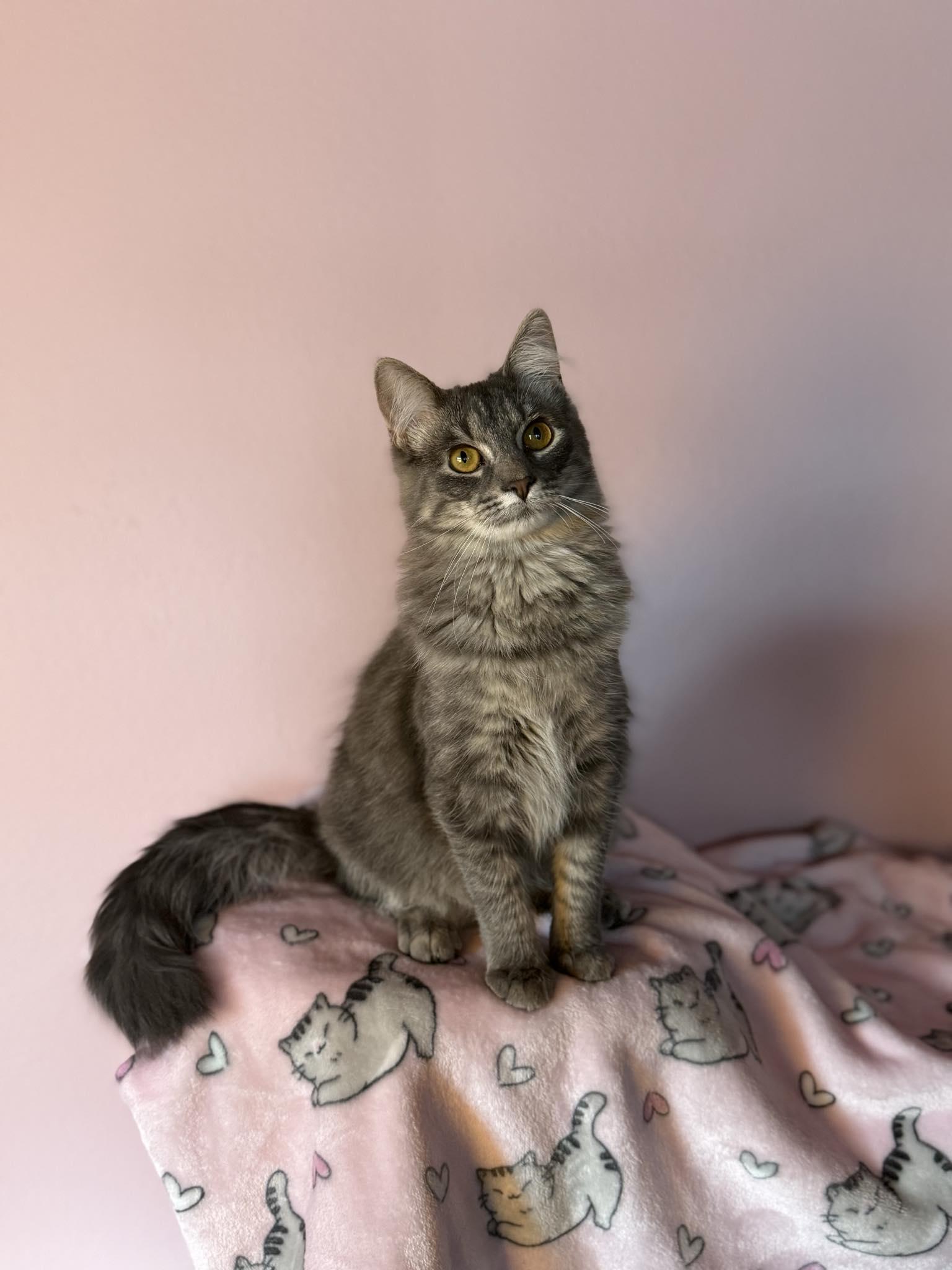 Enlarge Pipsqueak and Aurora, an adopted Domestic Short Hair in Owatonna, MN image 6/6
