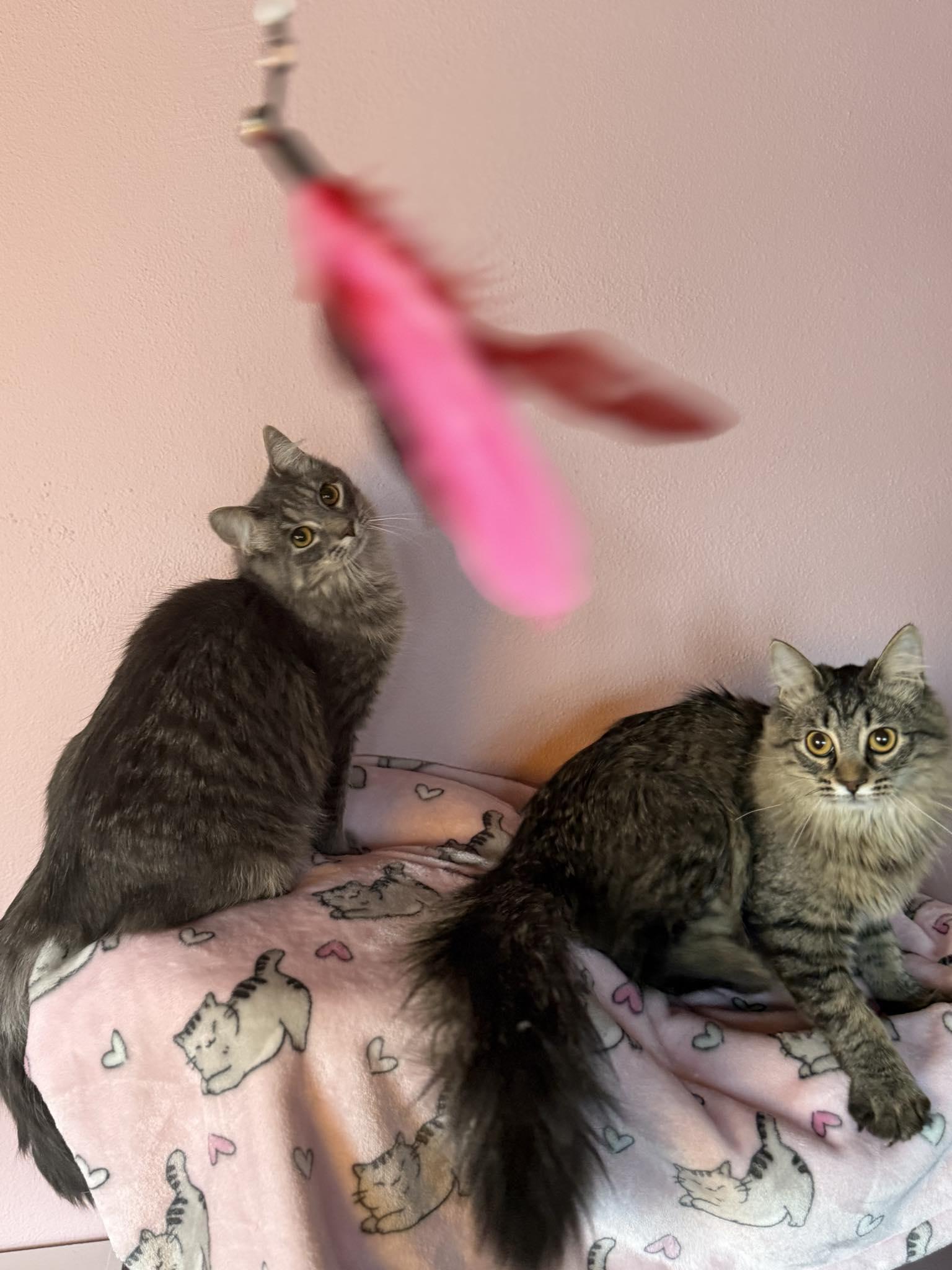 Pipsqueak and Aurora, adopted, Young Female Domestic Short Hair.