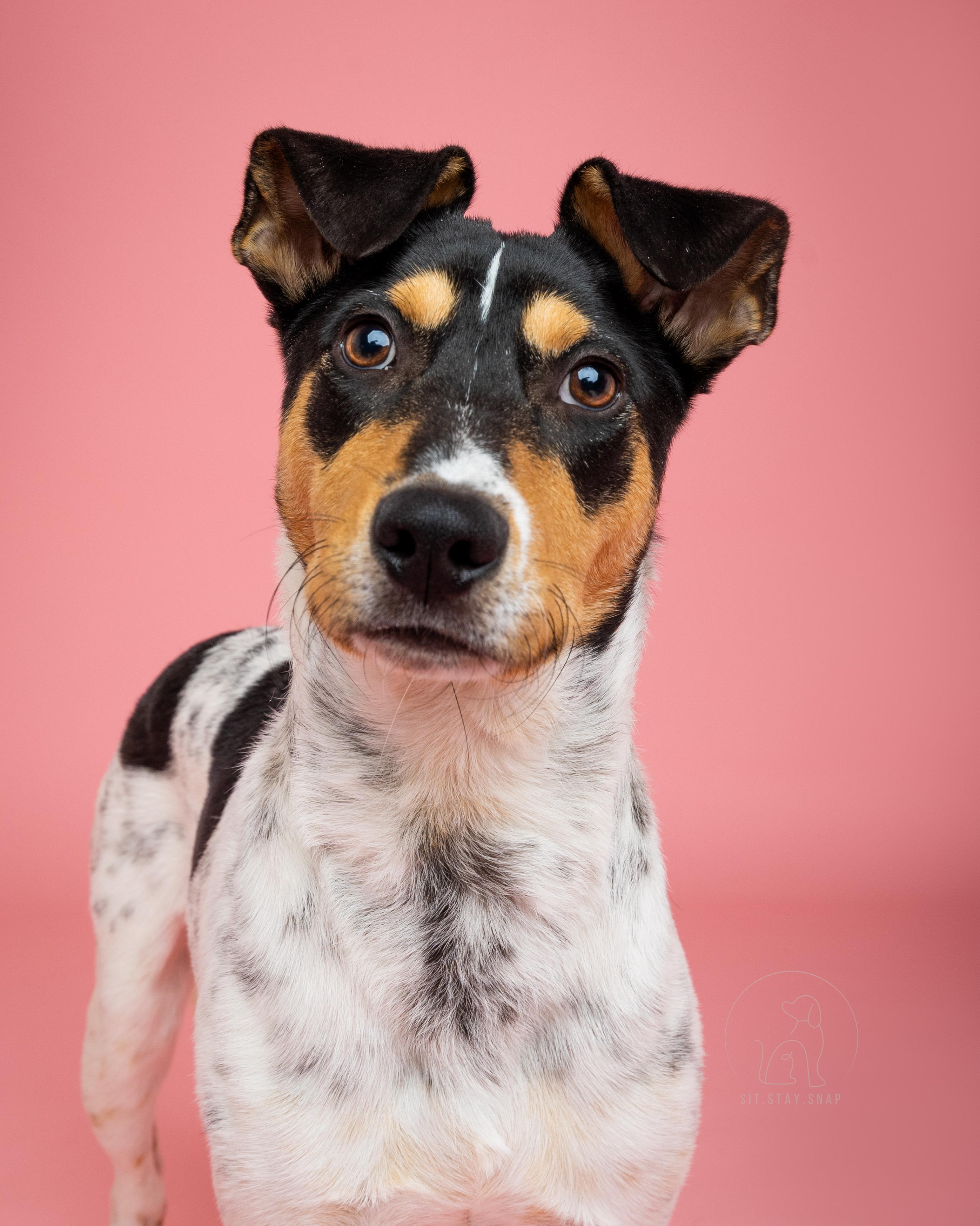 Franco, Adoptable, Young Male Cattle Dog.
