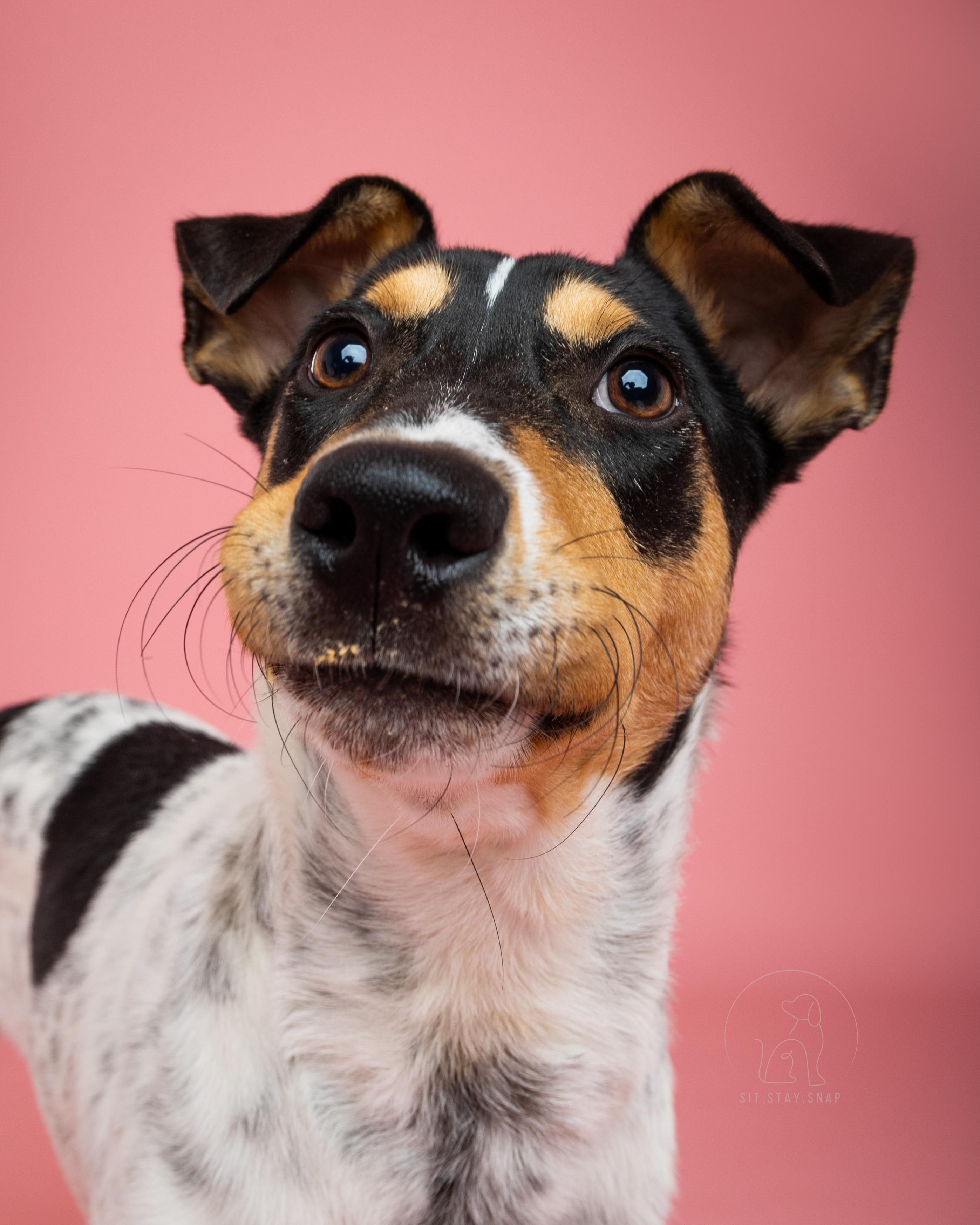 Franco, a Adoptable mixed breed in Fort Collins, CO image 3/5