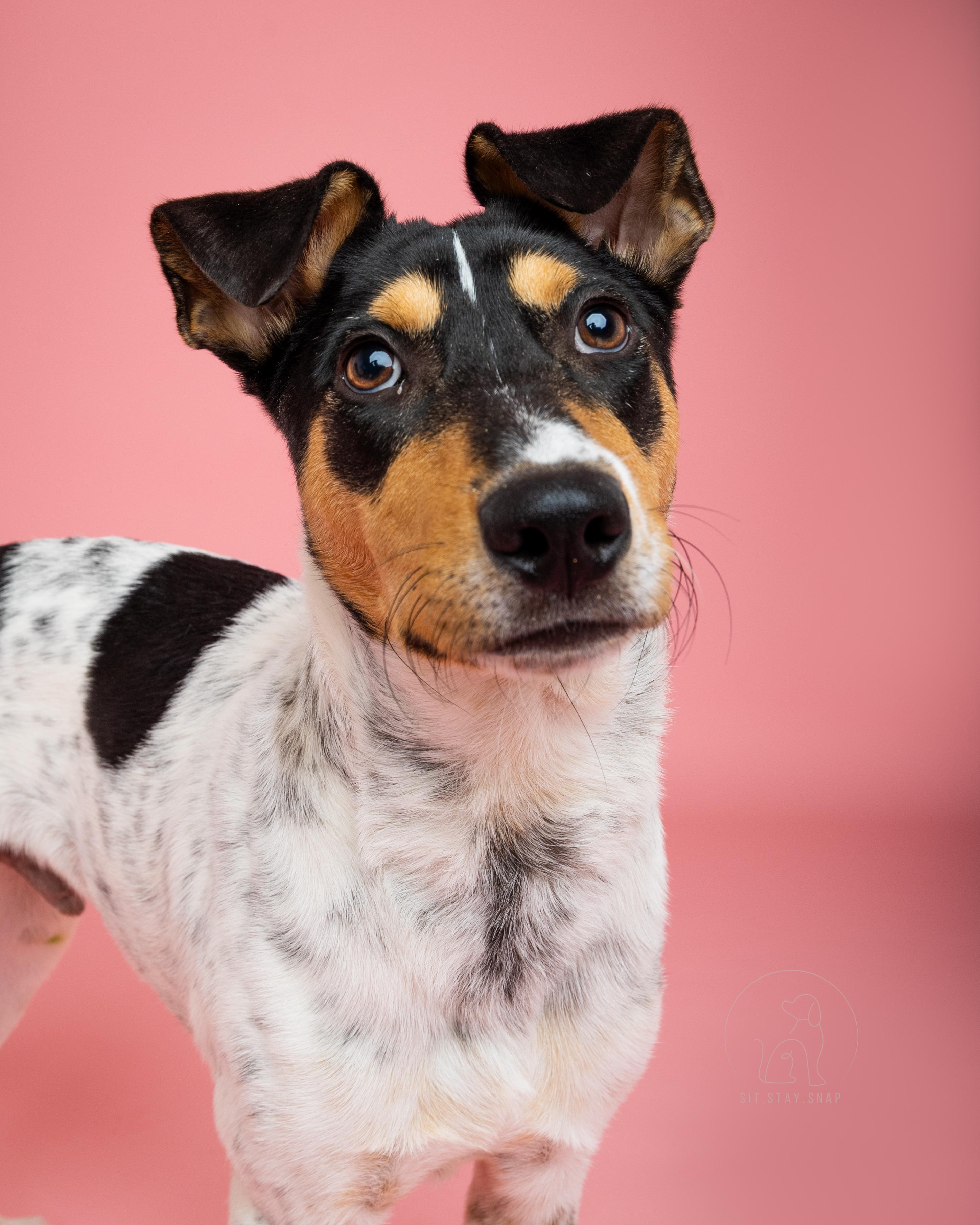 Franco, a Adoptable mixed breed in Fort Collins, CO image 4/5