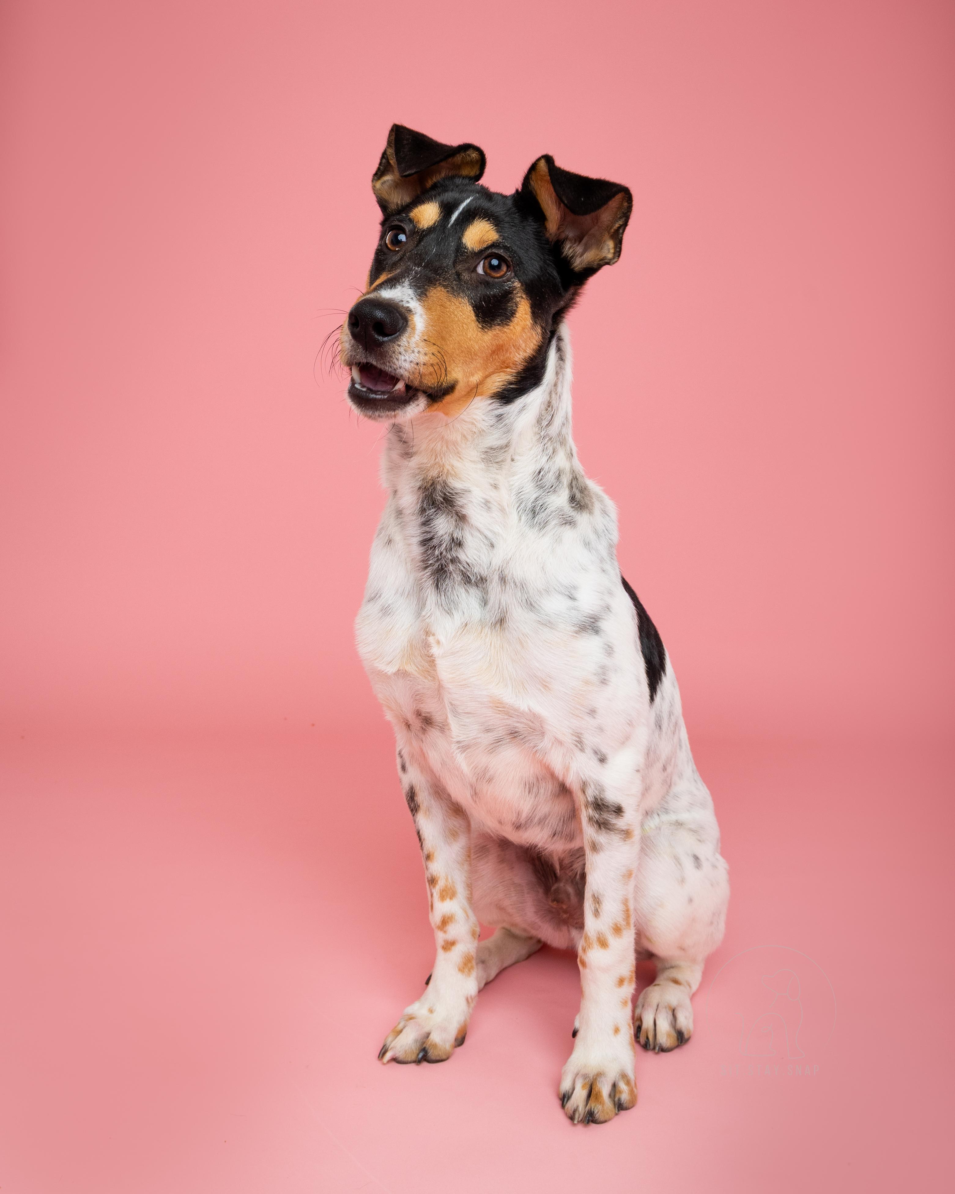 Franco, a Adoptable mixed breed in Fort Collins, CO image 2/5