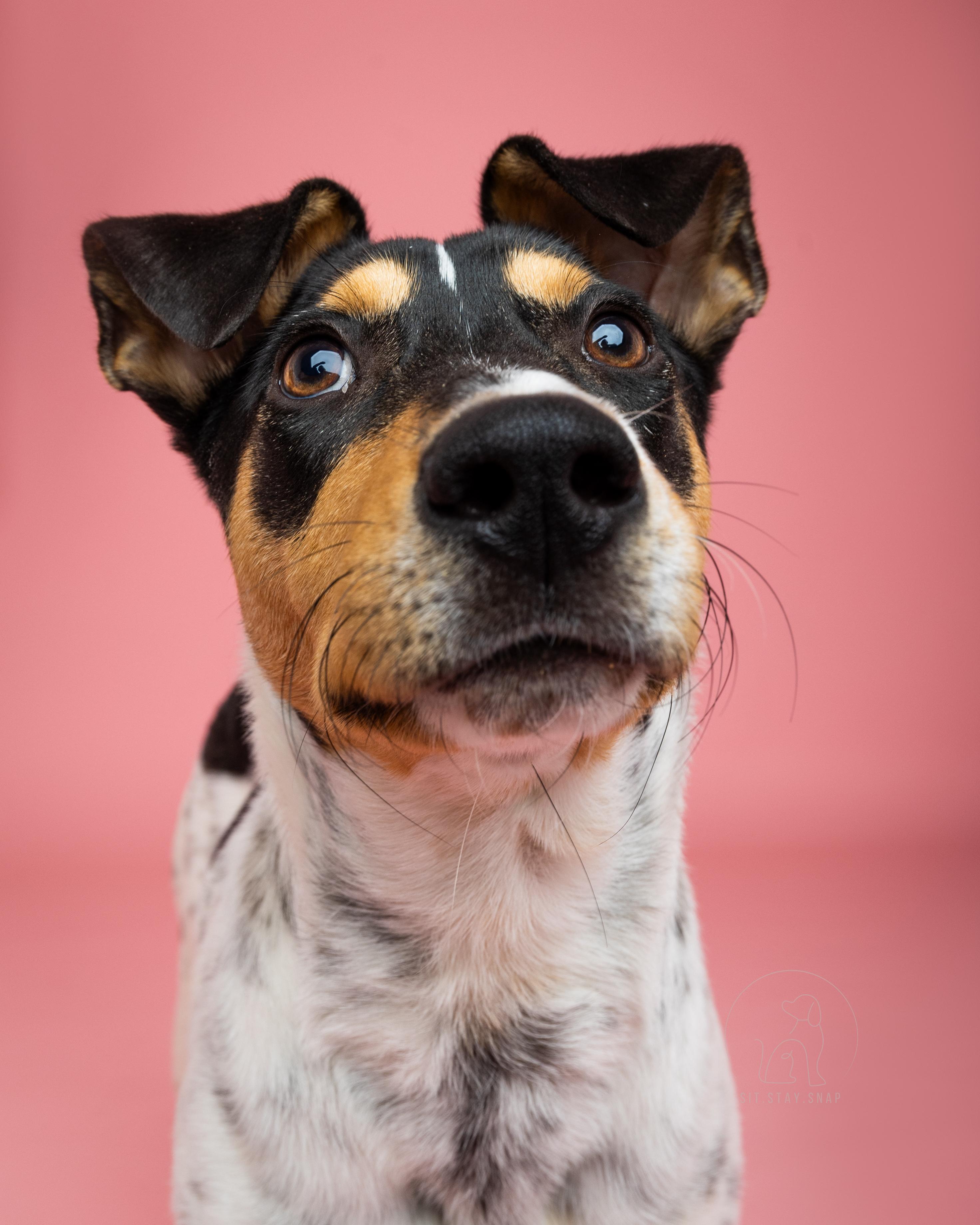 Franco, a Adoptable mixed breed in Fort Collins, CO image 5/5