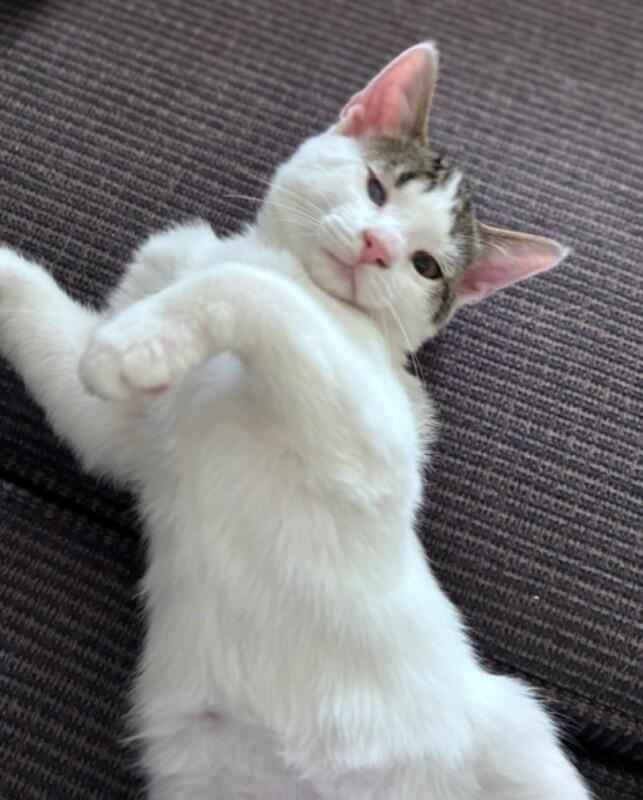 Popeye, Adoptable, Young Male Domestic Short Hair.