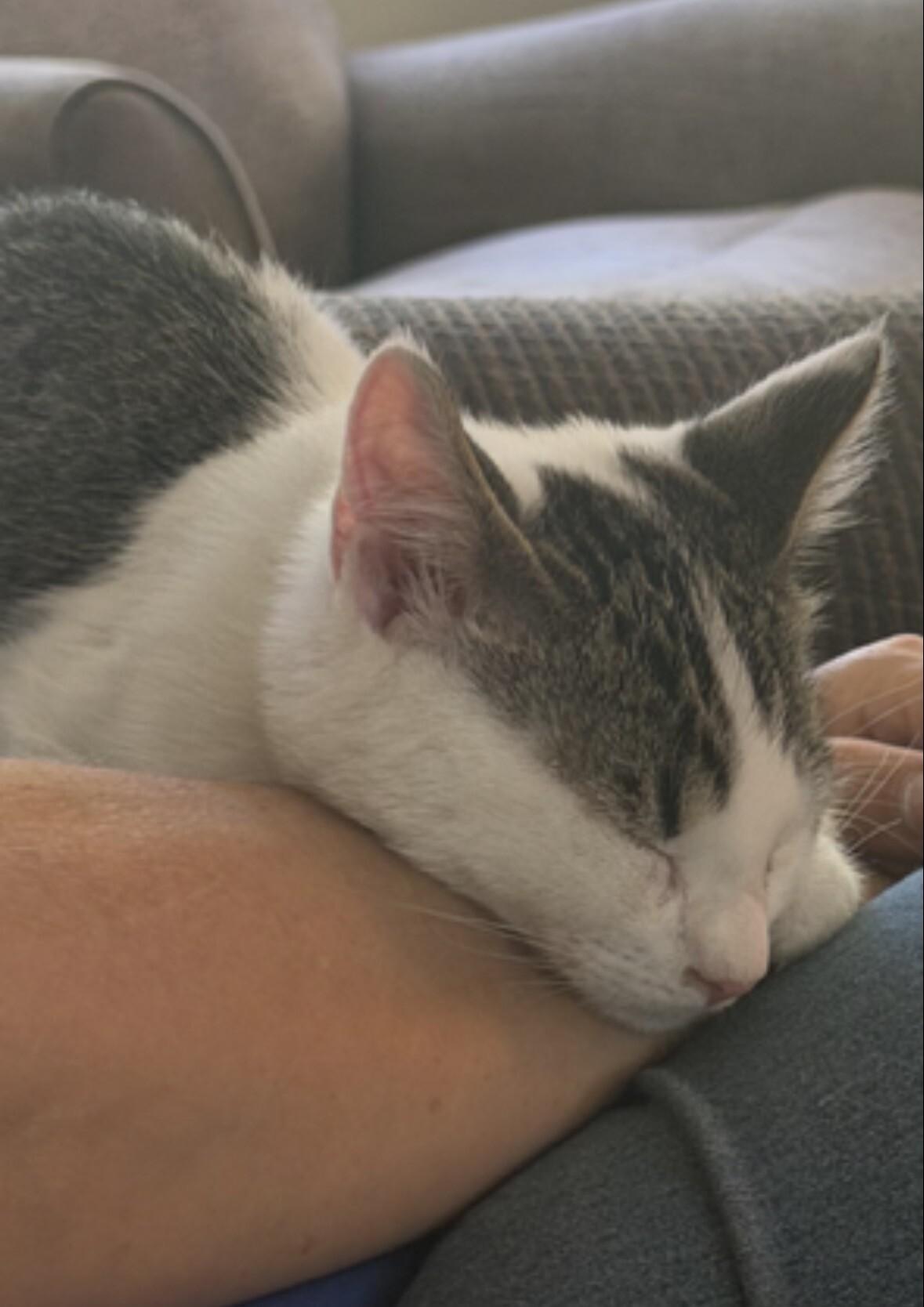 Popeye, a Adoptable Domestic Short Hair in North Babylon, NY image 2/5