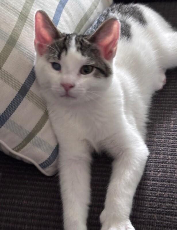 Popeye, a Adoptable Domestic Short Hair in North Babylon, NY image 3/5