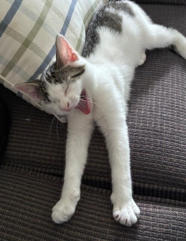 Popeye, a Adoptable Domestic Short Hair in North Babylon, NY image 5/5