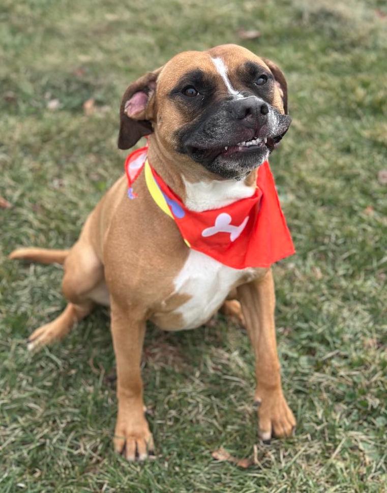 Enlarge Sassy, a Adoptable mixed breed in Wapakoneta, OH image 1/5