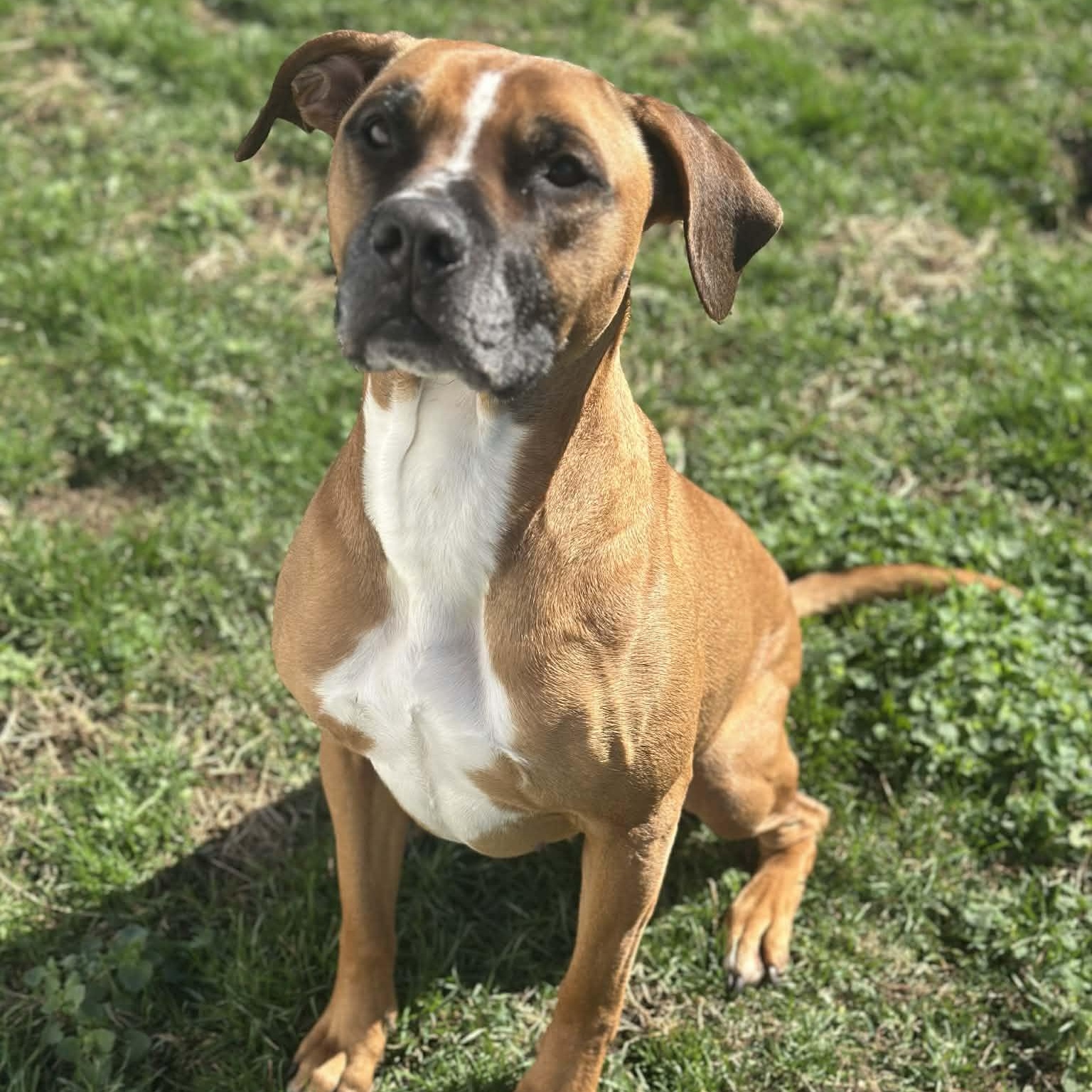 Sassy, Adoptable, Adult Female Boxer.
