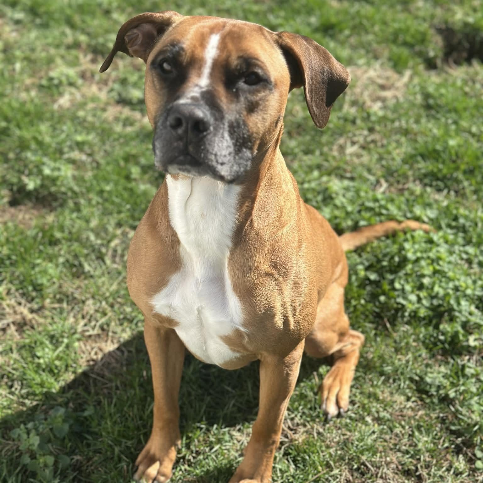 Enlarge Sassy, a Adoptable mixed breed in Wapakoneta, OH image 2/6