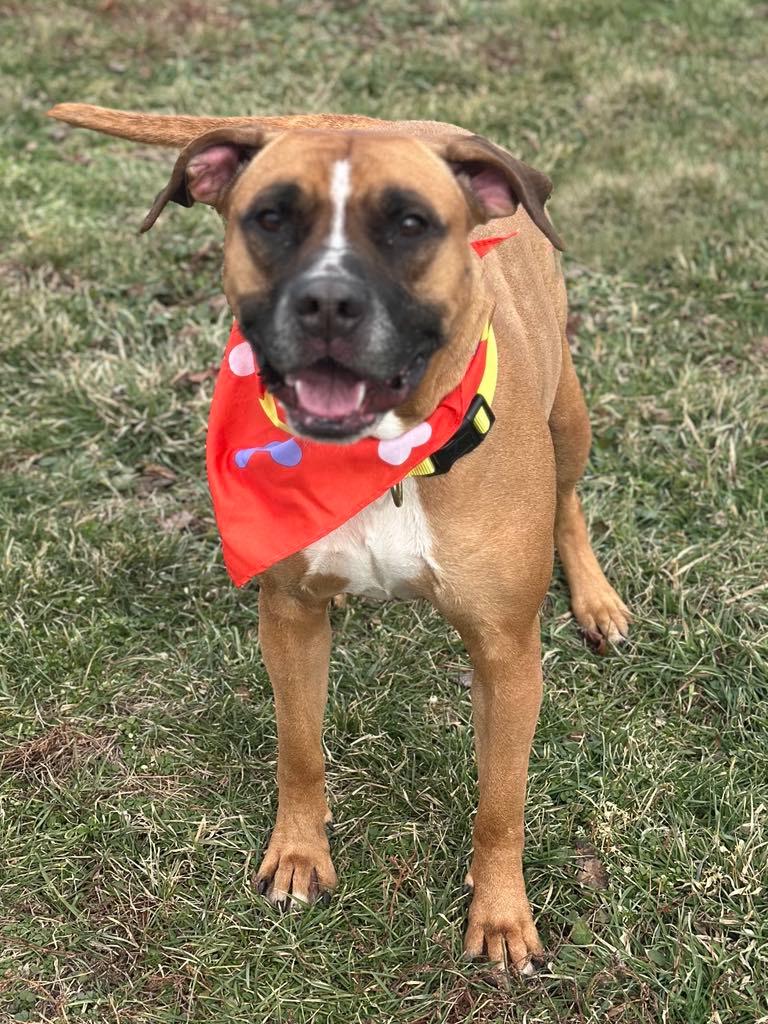 Enlarge Sassy, a Adoptable mixed breed in Wapakoneta, OH image 2/5