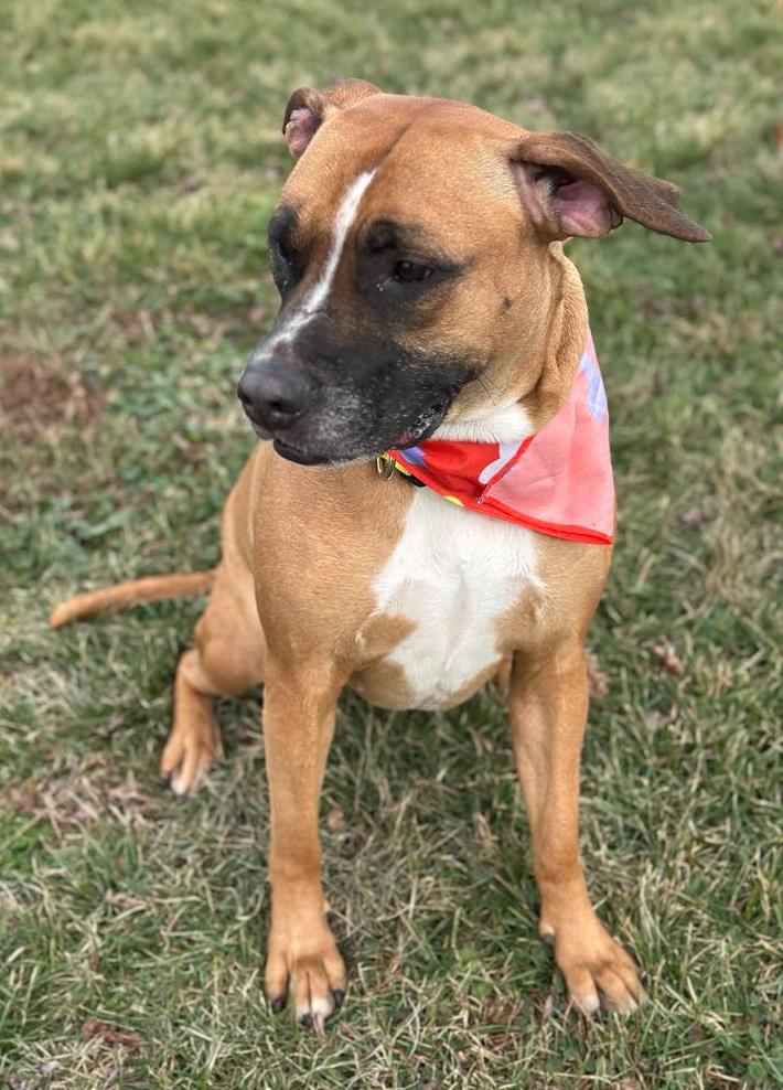 Enlarge Sassy, a Adoptable mixed breed in Wapakoneta, OH image 5/5