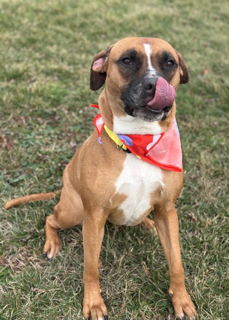 Enlarge Sassy, a Adoptable mixed breed in Wapakoneta, OH image 4/5