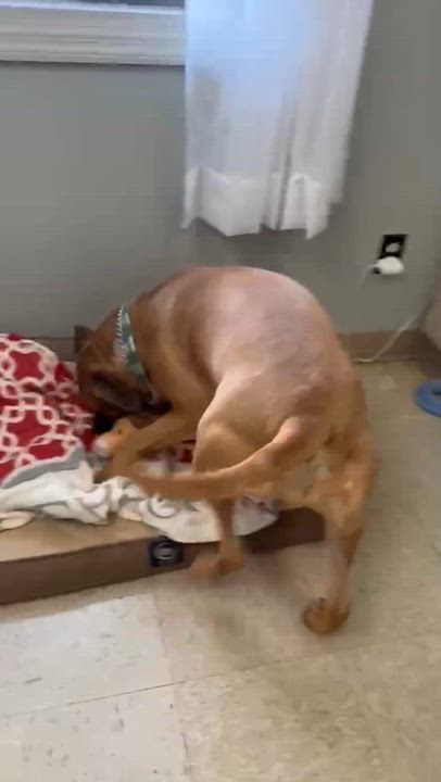 Enlarge Sassy, a Adoptable mixed breed in Wapakoneta, OH video 3/5